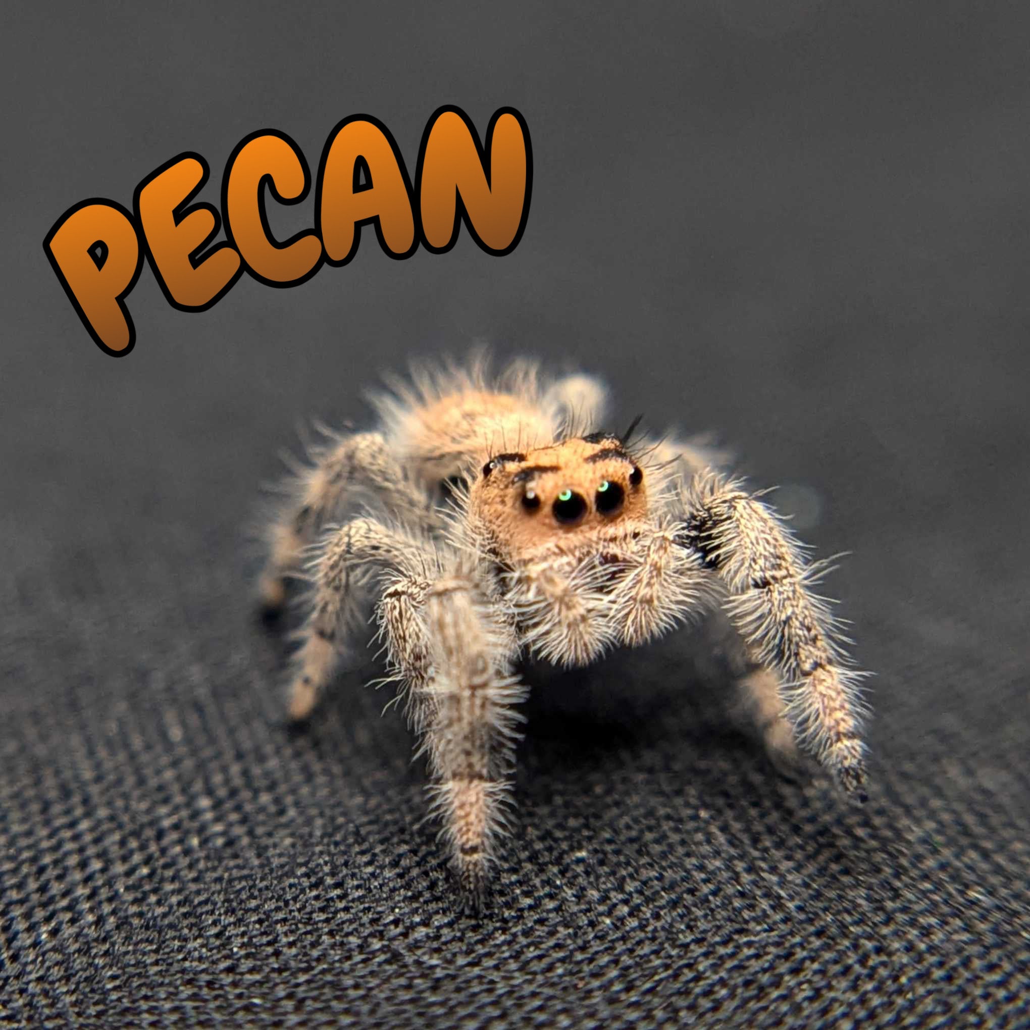 Female Regal Jumping Spider Pecan
