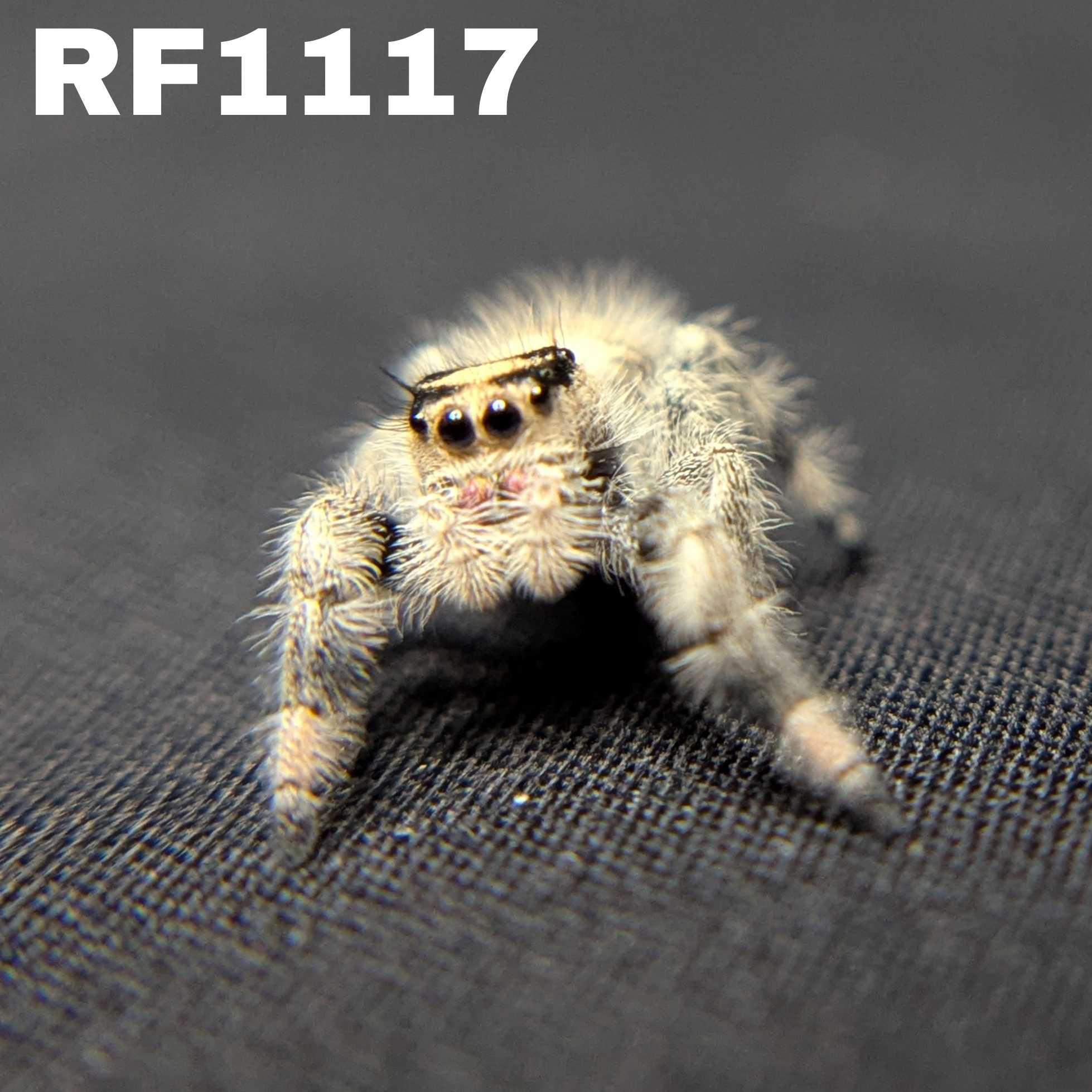 Regal Jumping Spider "Cookie"