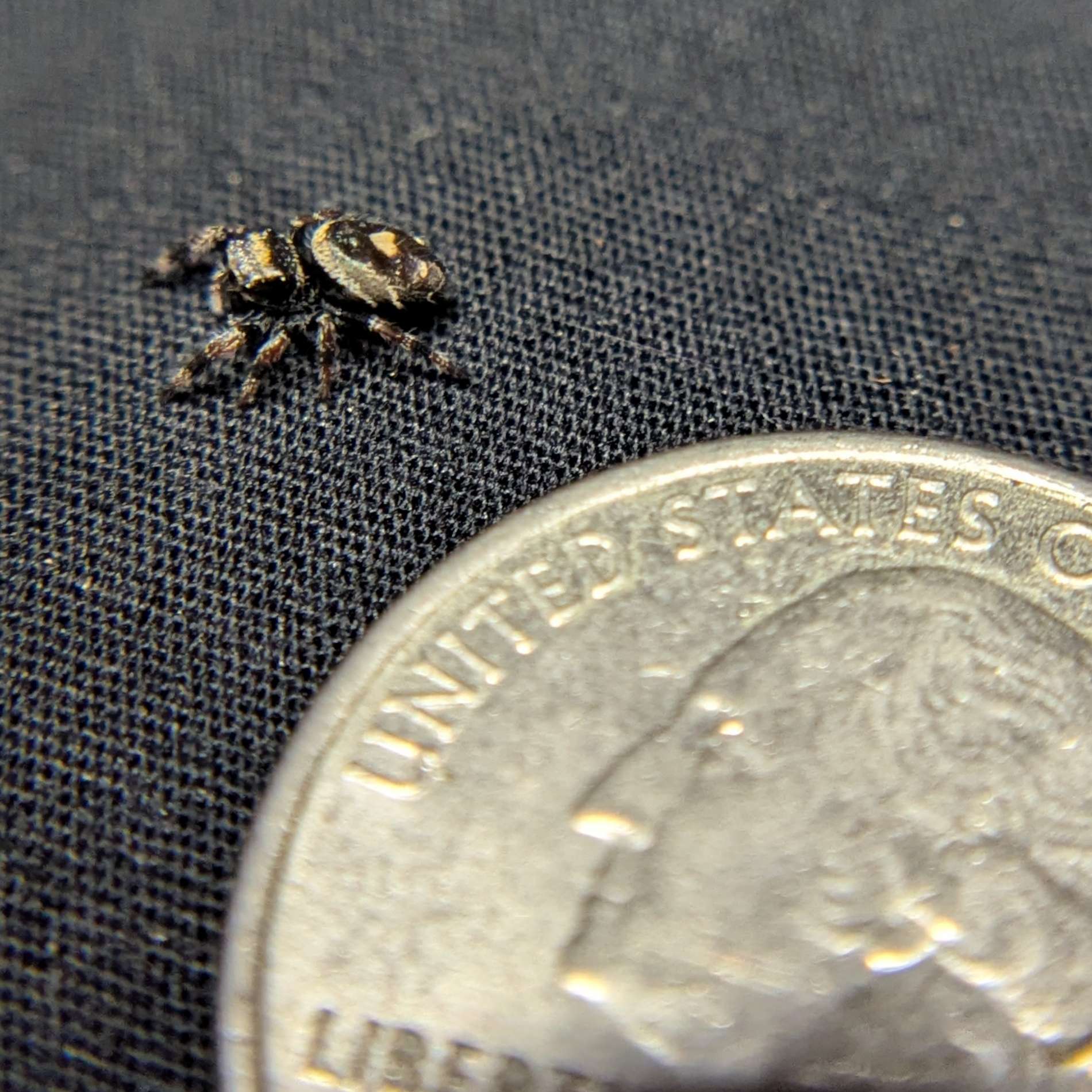 Regal Jumping Spider “Duskwillow”