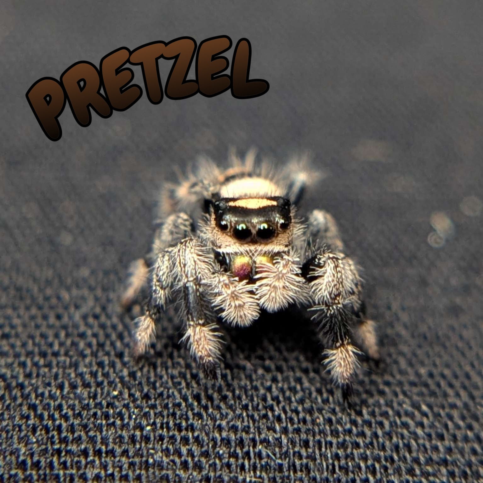 Regal Jumping Spider "Pretzel"