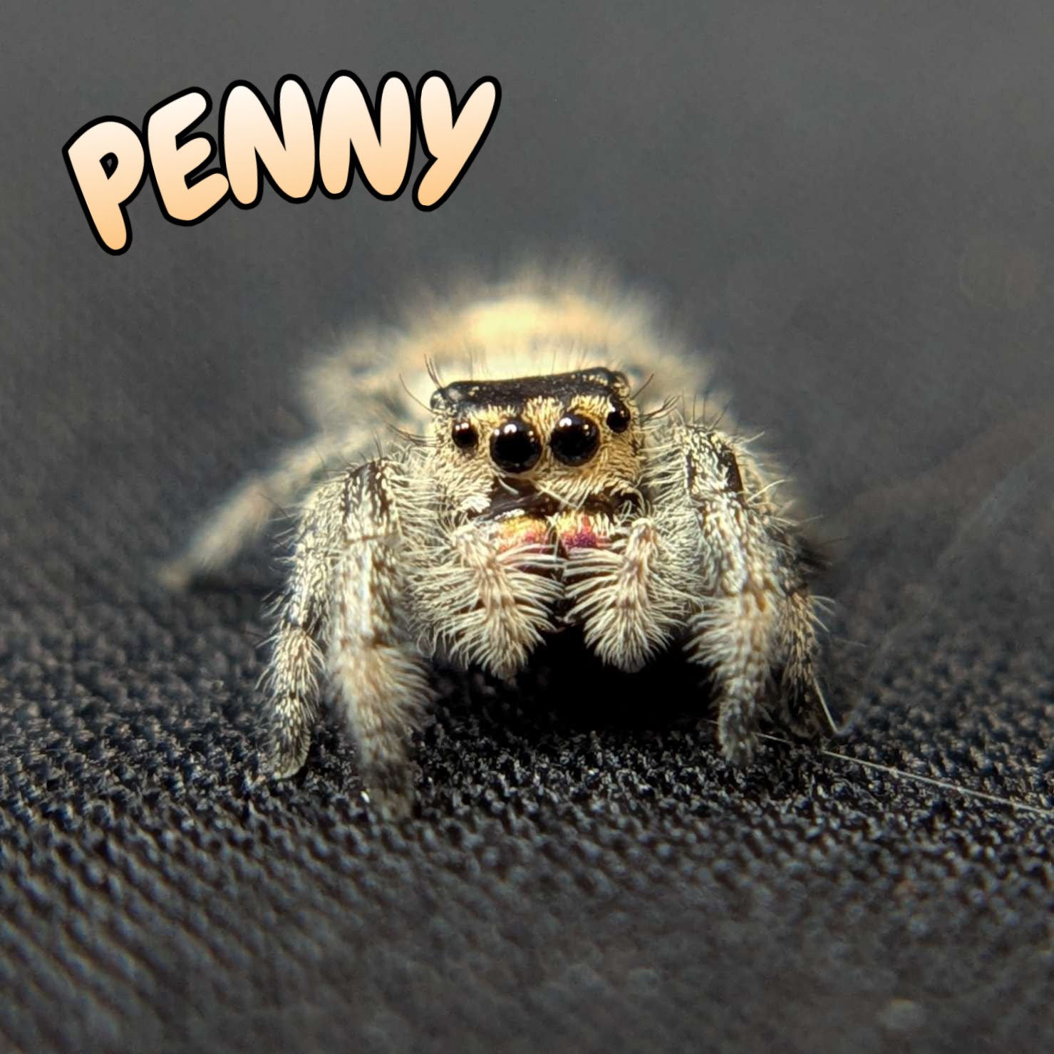Regal Jumping Spider “Penny”