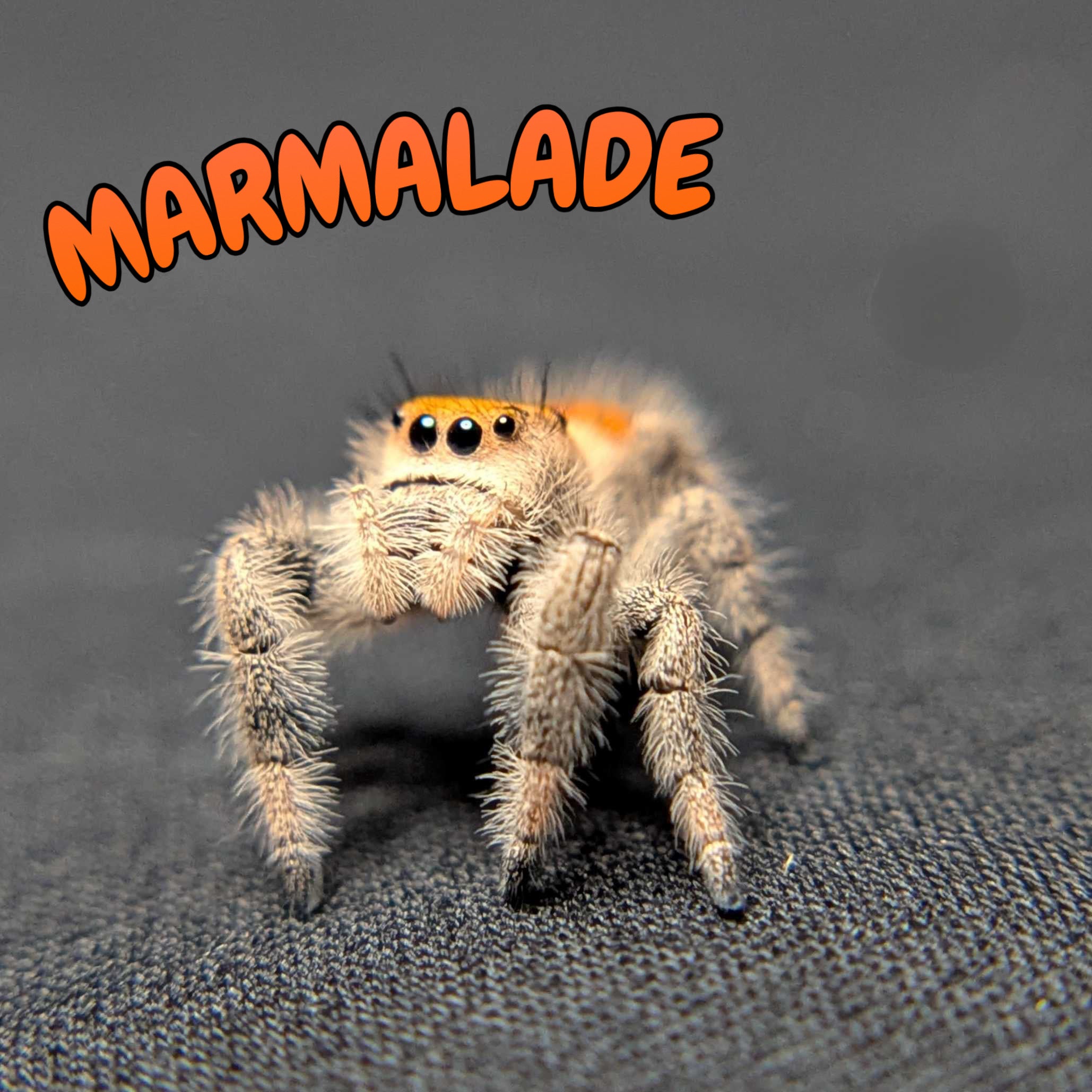 Regal Jumping Spider "Marmalade"