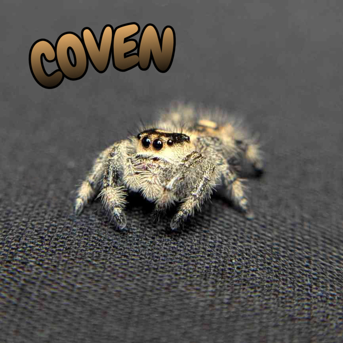 Regal Jumping Spider "Coven"