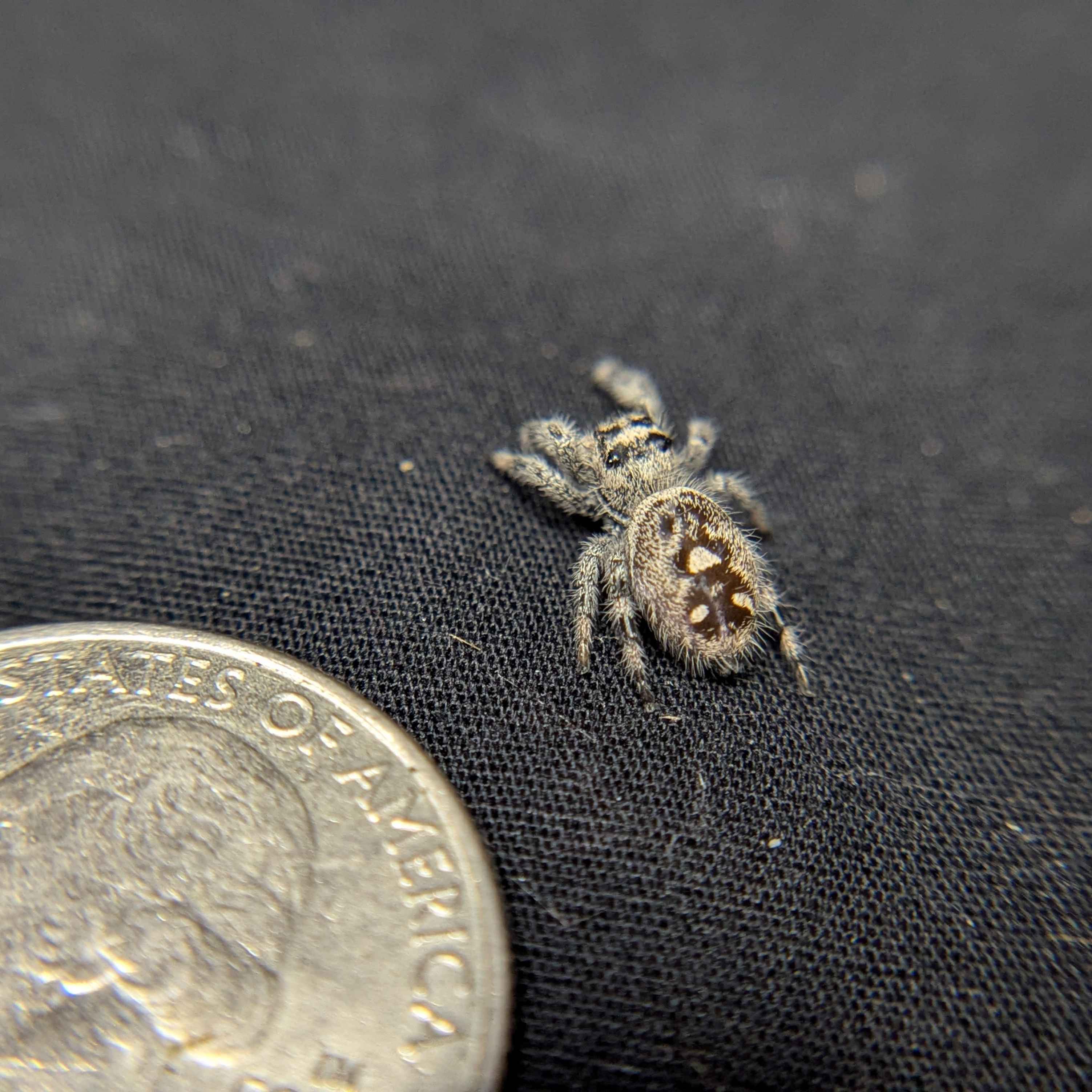 Regal Jumping Spider "Banana"