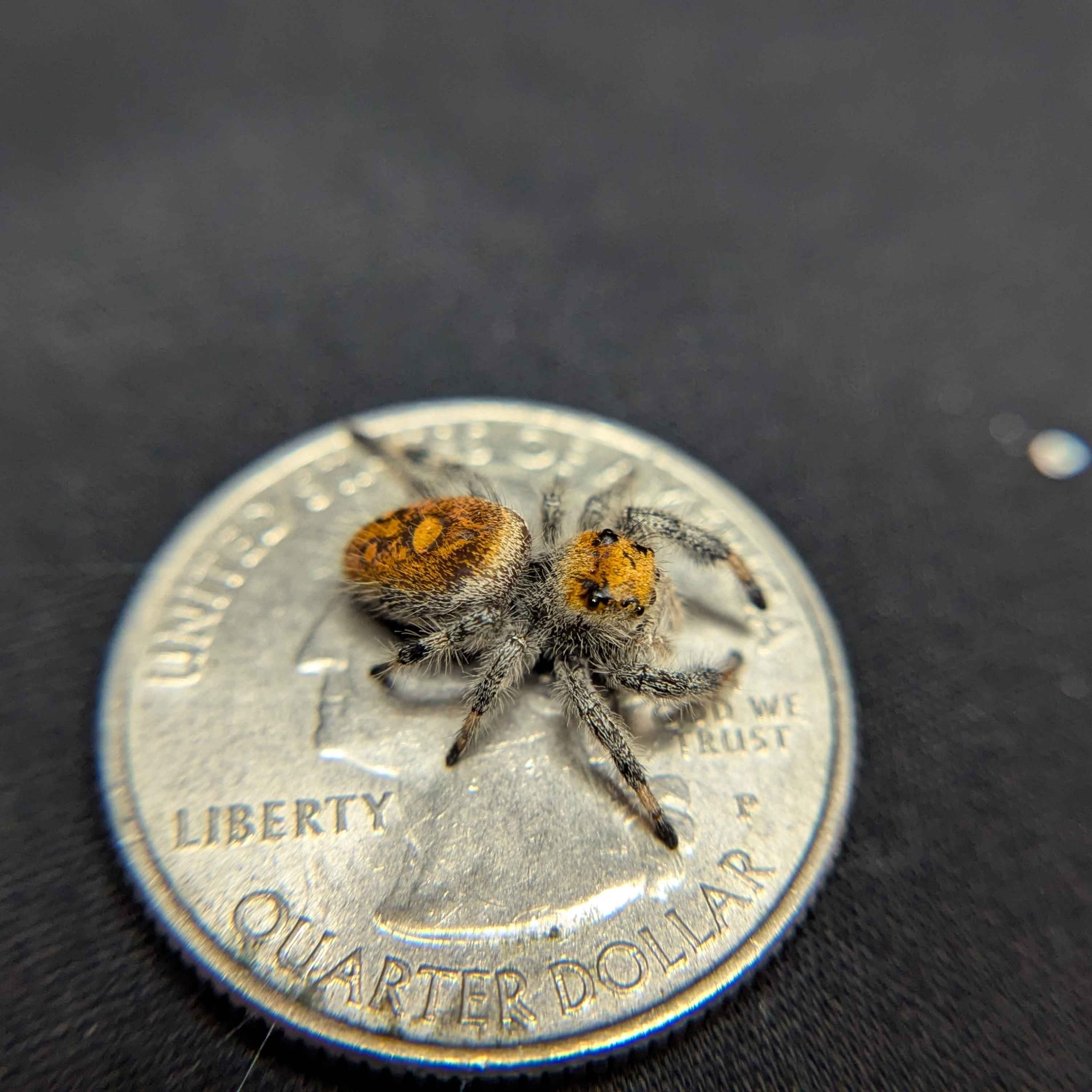Regal Jumping Spider "Skittles"