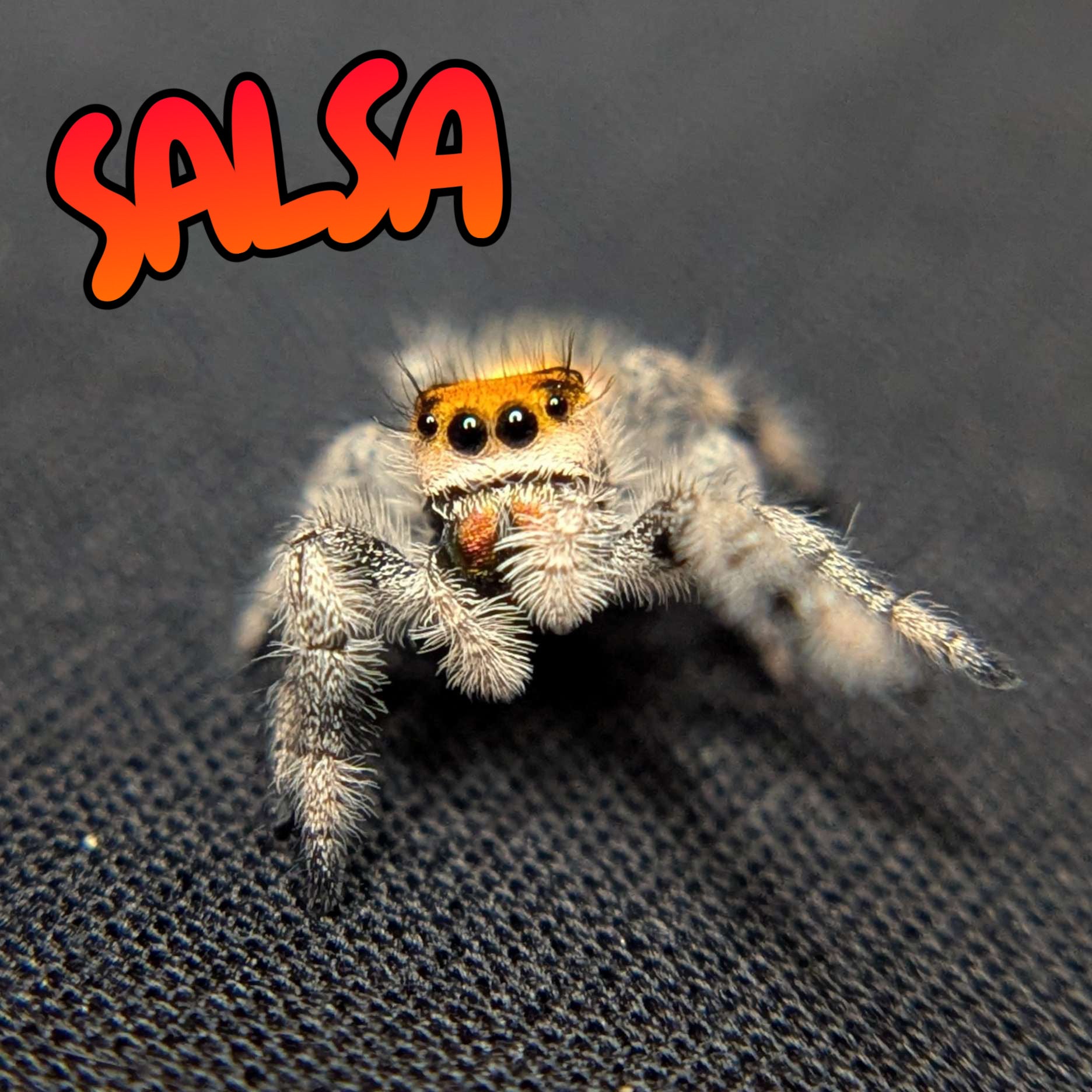 Regal Jumping Spider "Salsa"