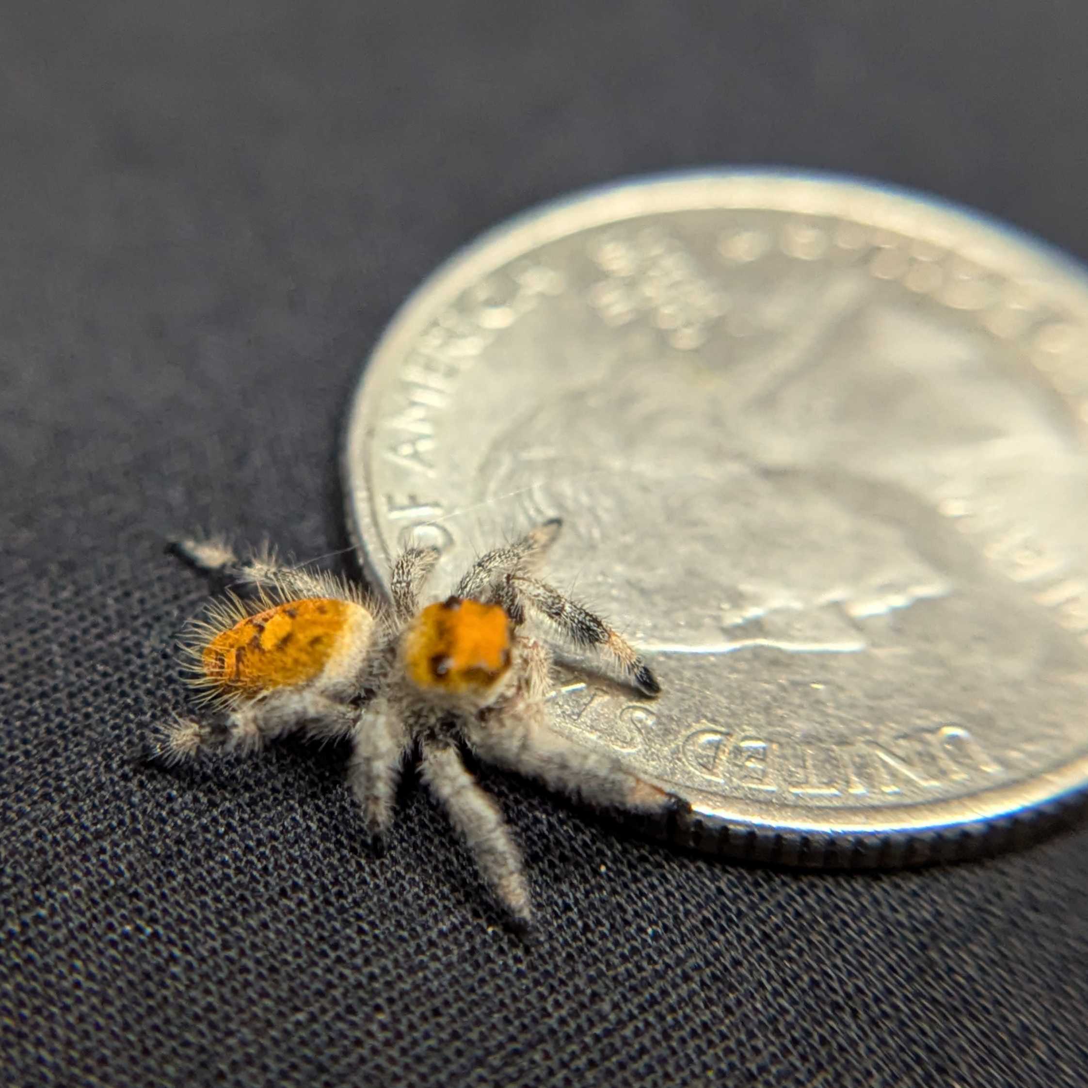 Regal Jumping Spider "Gemstone"