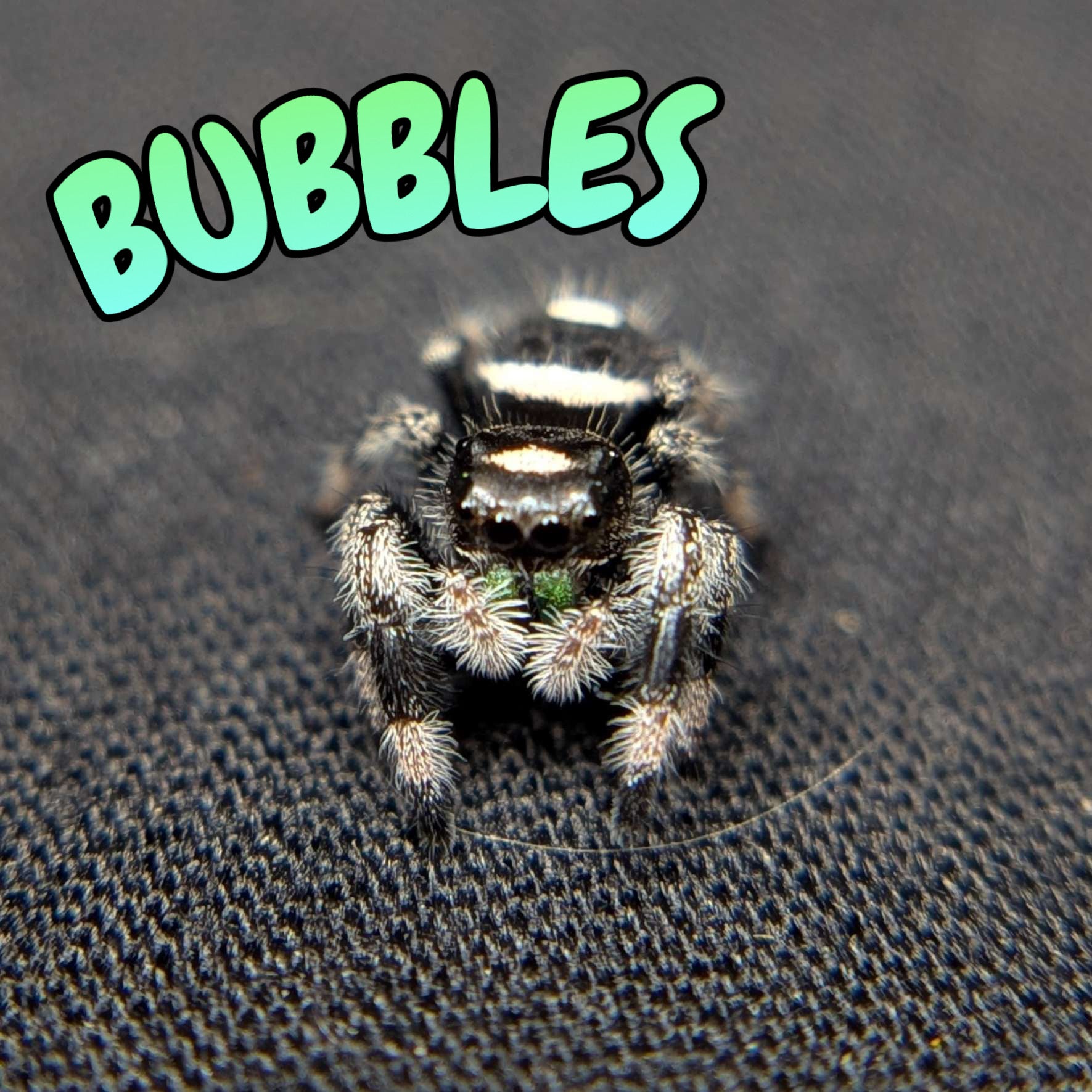 Regal Jumping Spider "Bubbles"