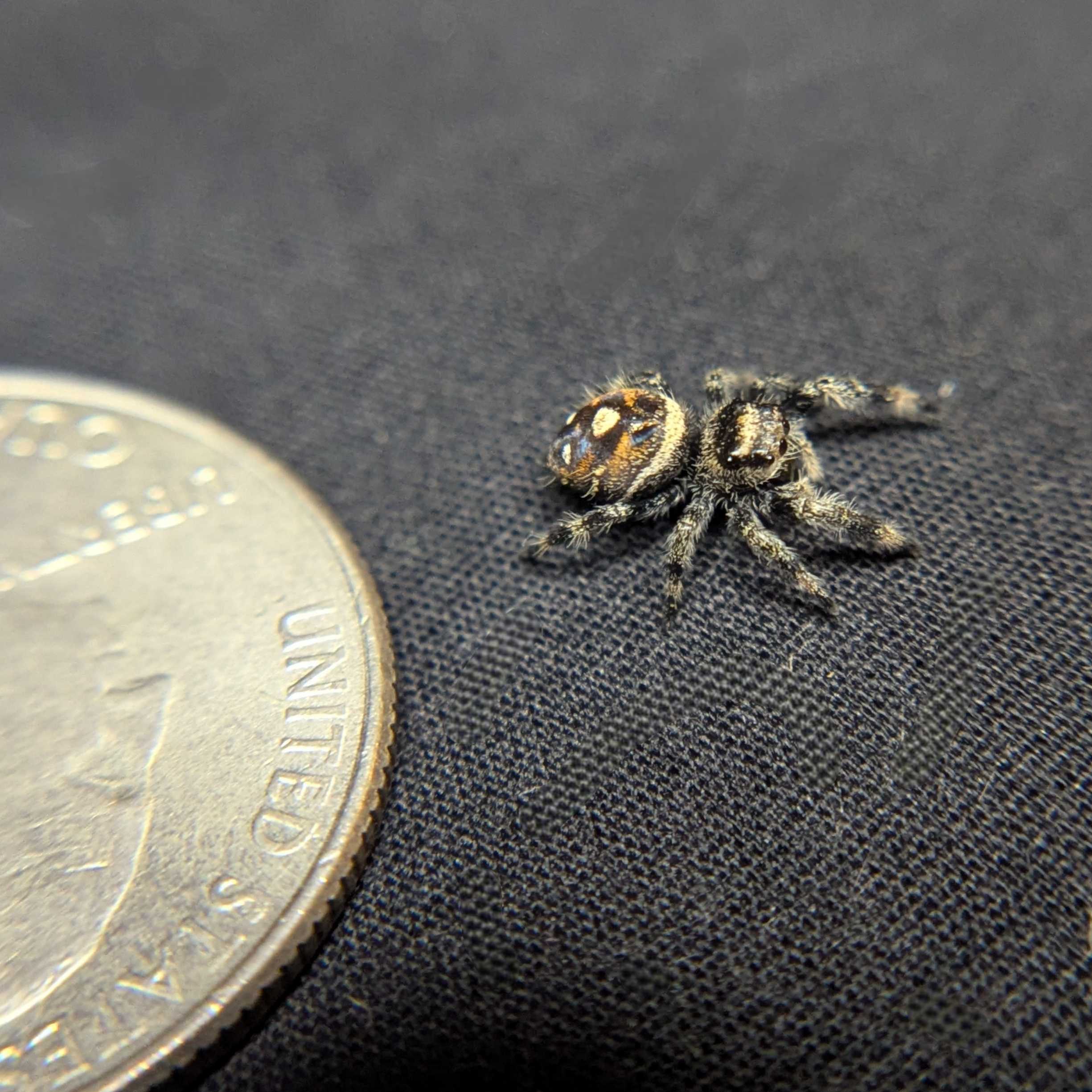 Regal Jumping Spider “Pebble”