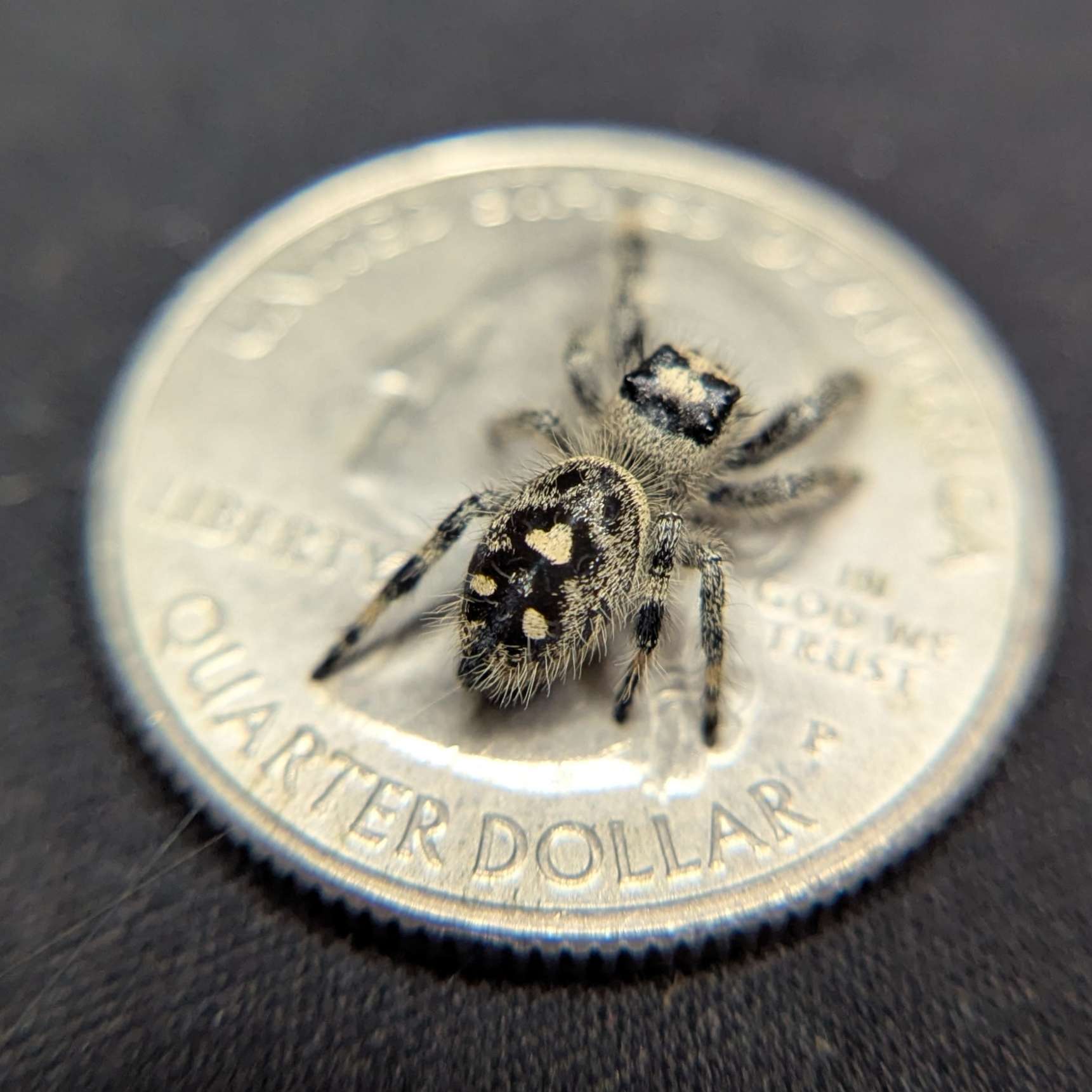 Regal Jumping Spider "Gelato"