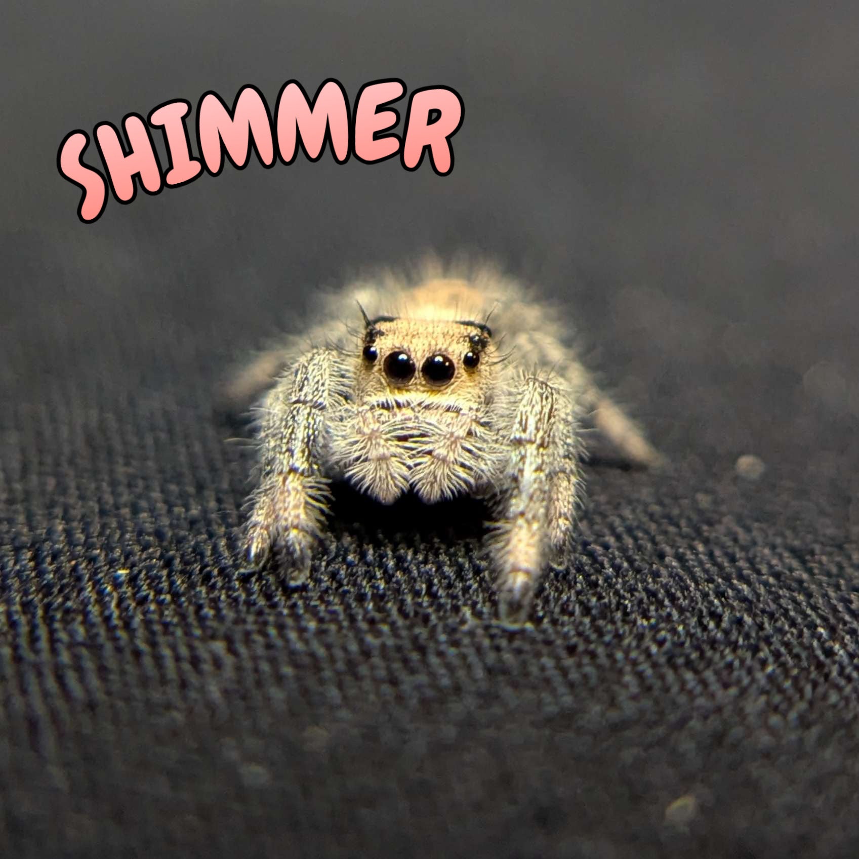 Regal Jumping Spider "Shimmer"