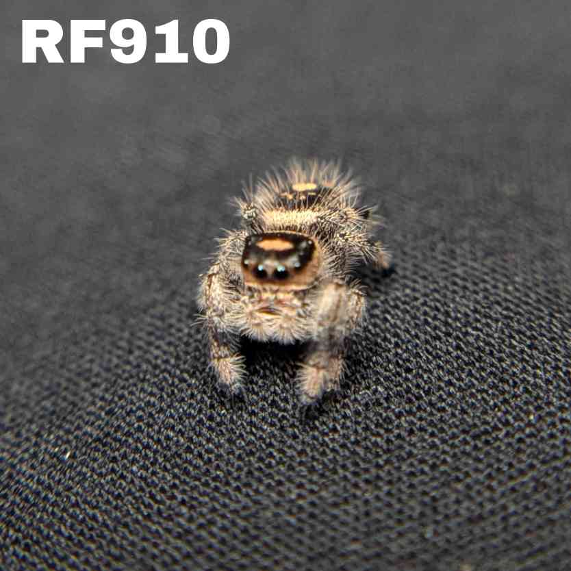 Regal Jumping Spider "Bunny"
