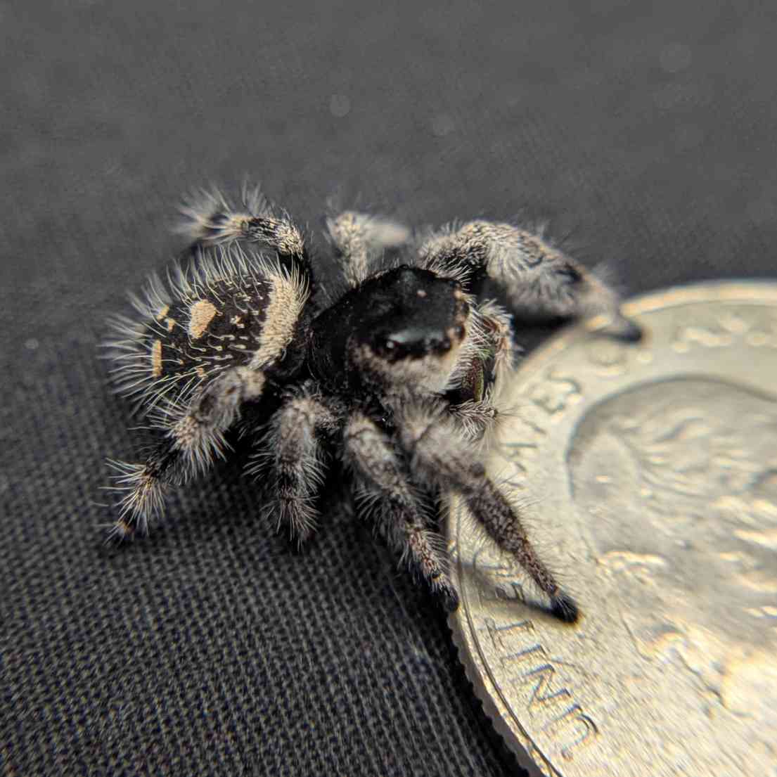 Regal Jumping Spider "Cupcake"