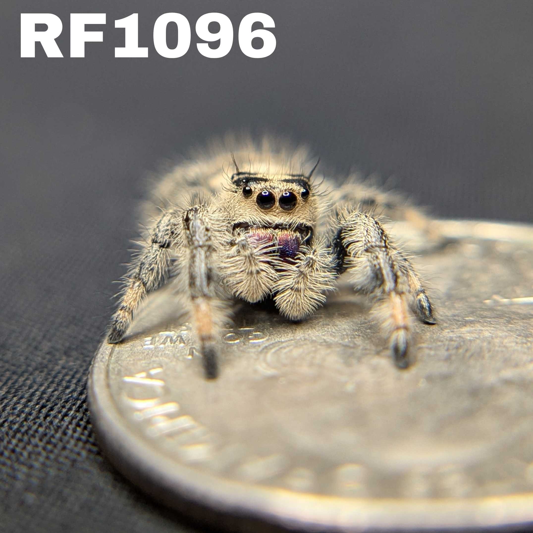 Regal Jumping Spider "Sloane"