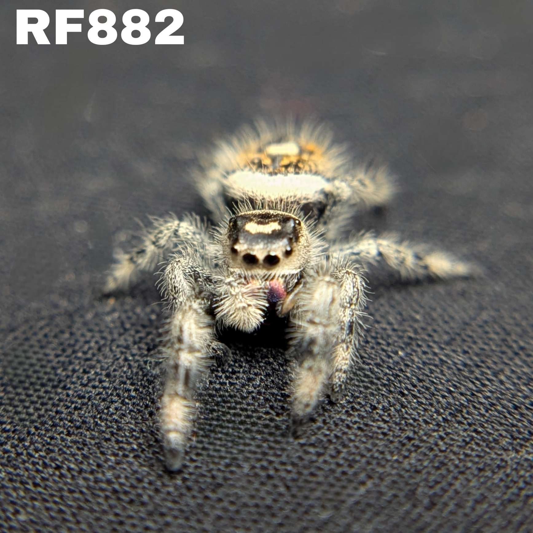 Regal Jumping Spider "Lucy”