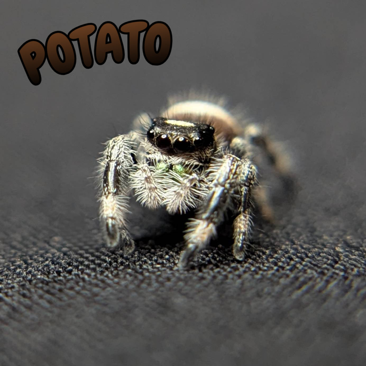 Regal Jumping Spider "Potato"