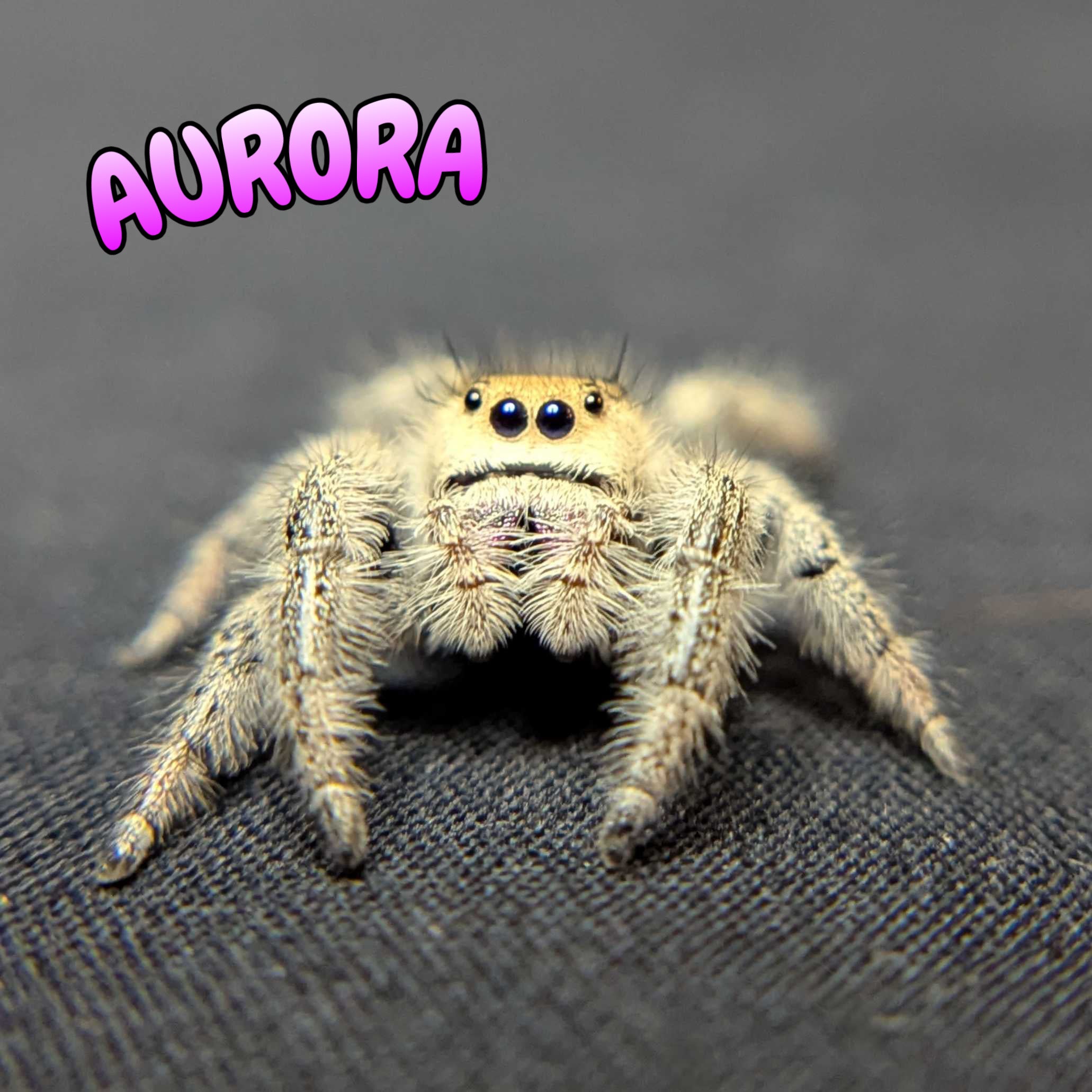 Regal Jumping Spider “Aurora”