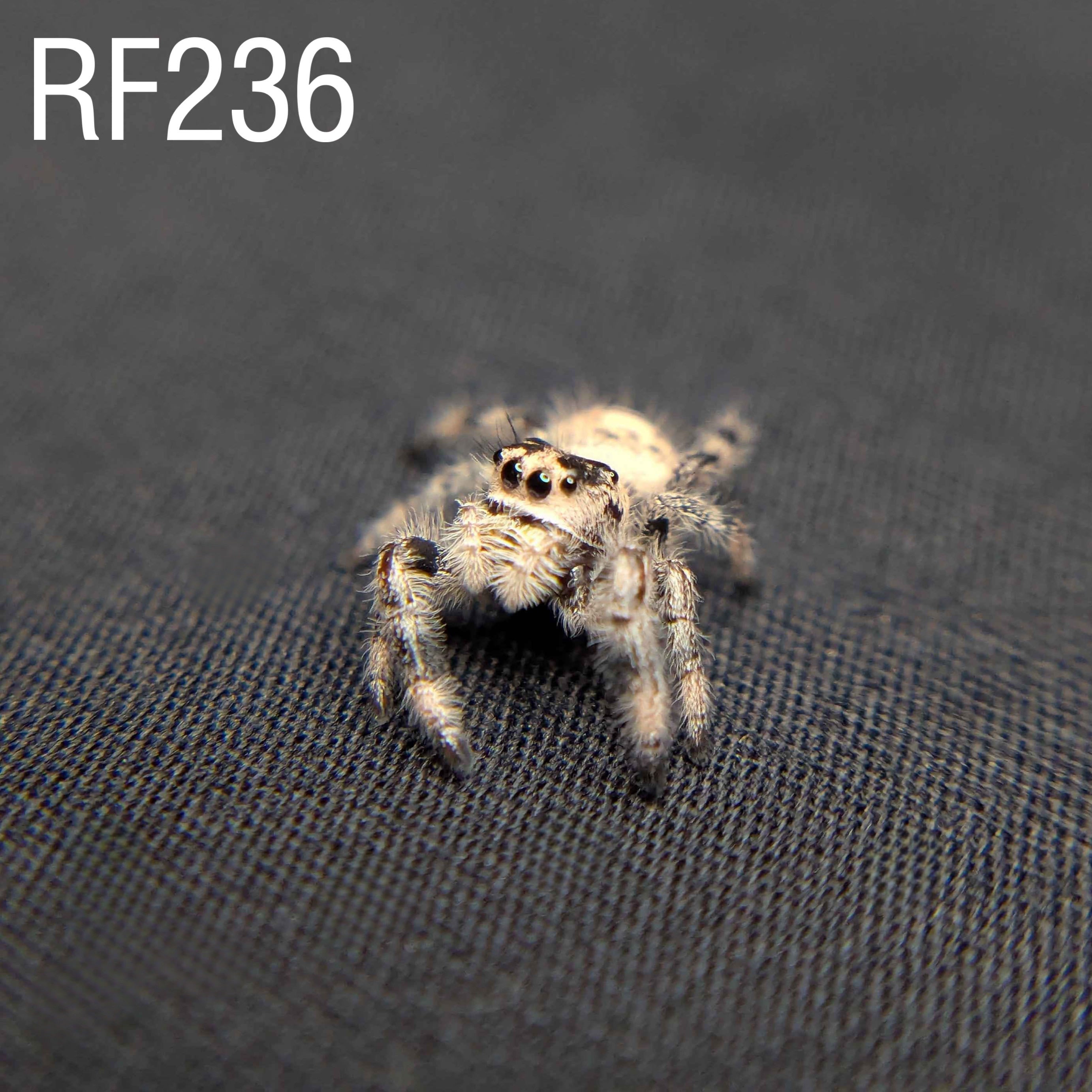 Female Regal Jumping Spider Celaena - SKU CODE