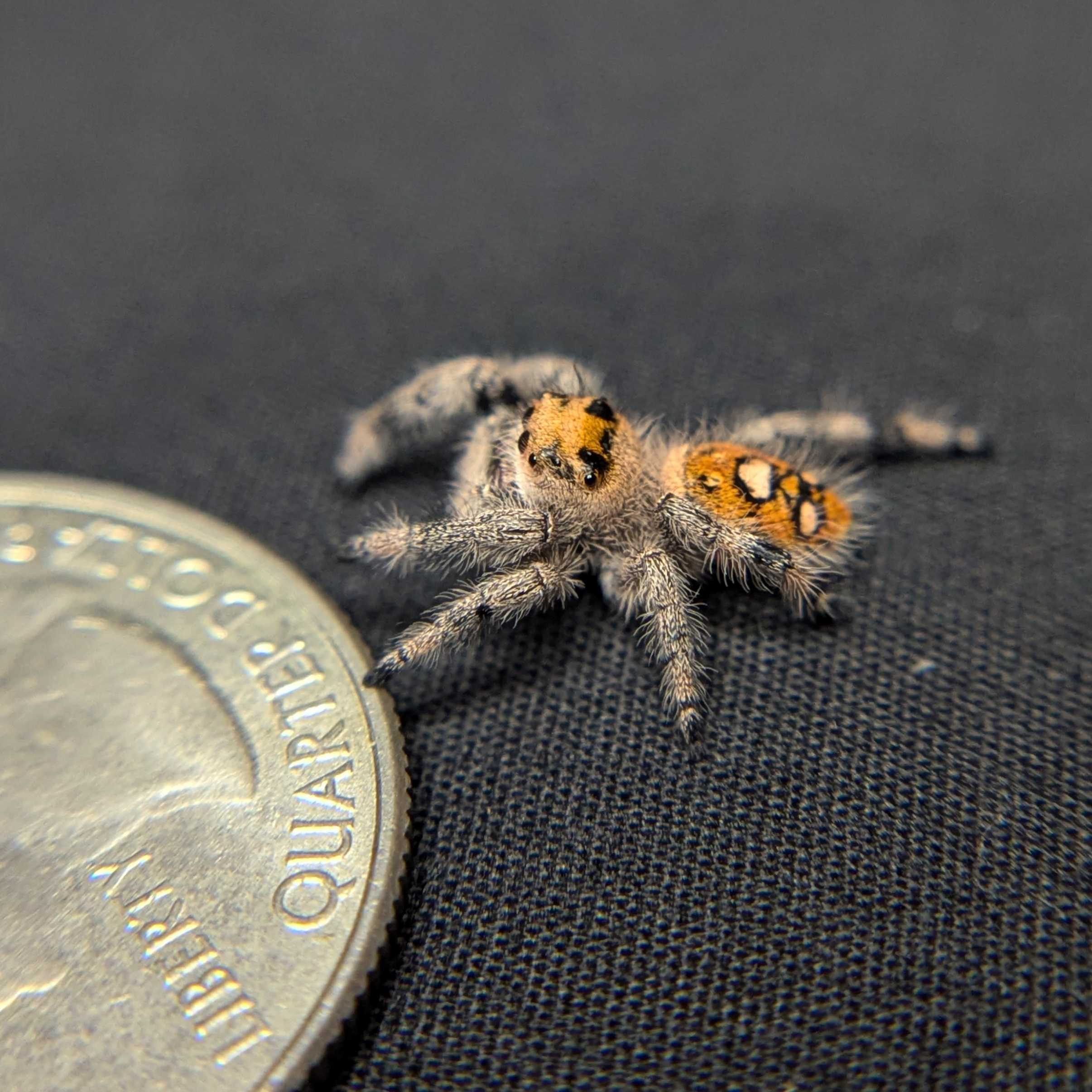 Regal Jumping Spider "Sizzle"