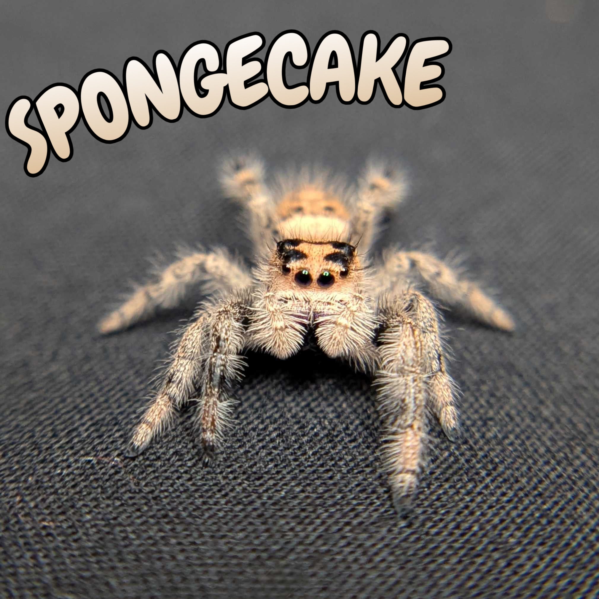 Regal Jumping Spider “Spongecake”