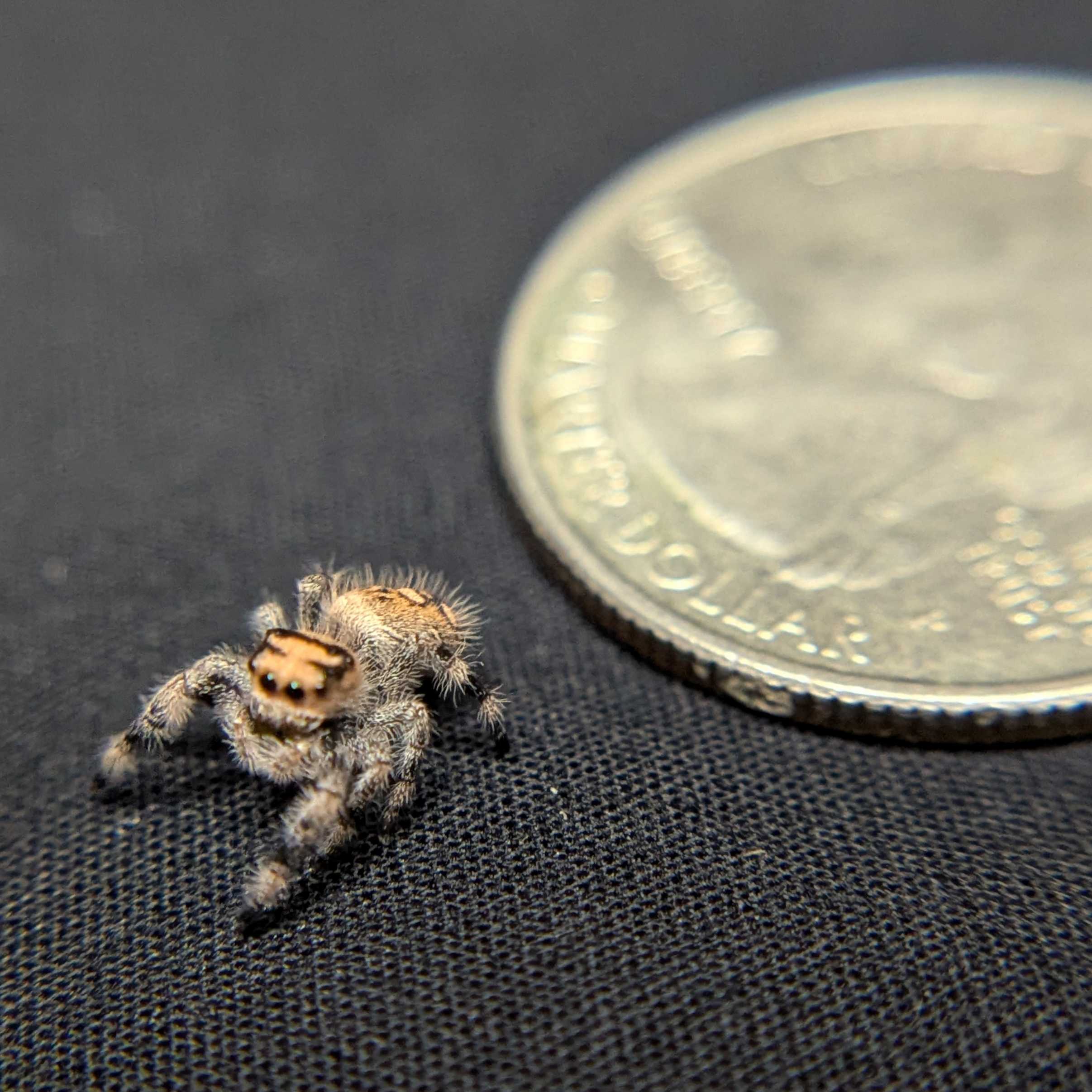 Regal Jumping Spider "Khaki"