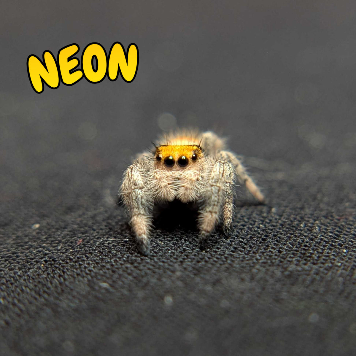 Regal Jumping Spider "Neon"