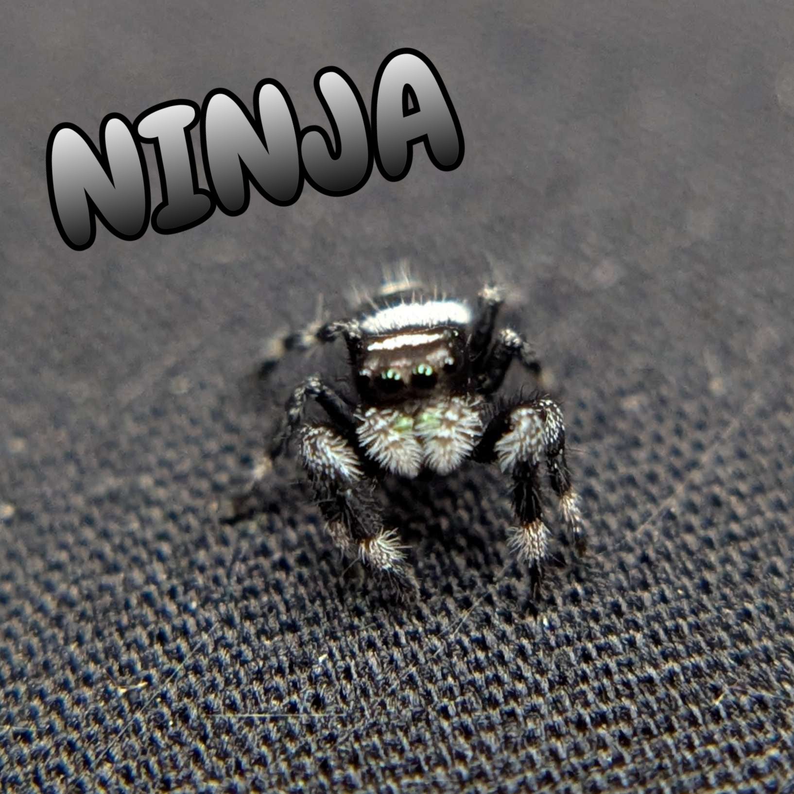 Regal Jumping Spider "Ninja"