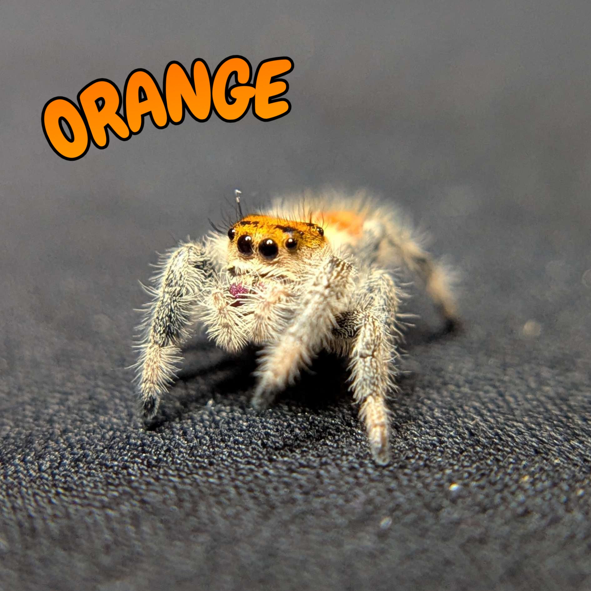 Regal Jumping Spider "Orange"