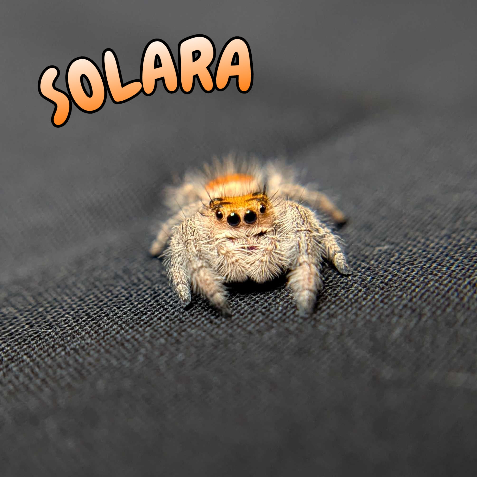 Regal Jumping Spider “Solara”