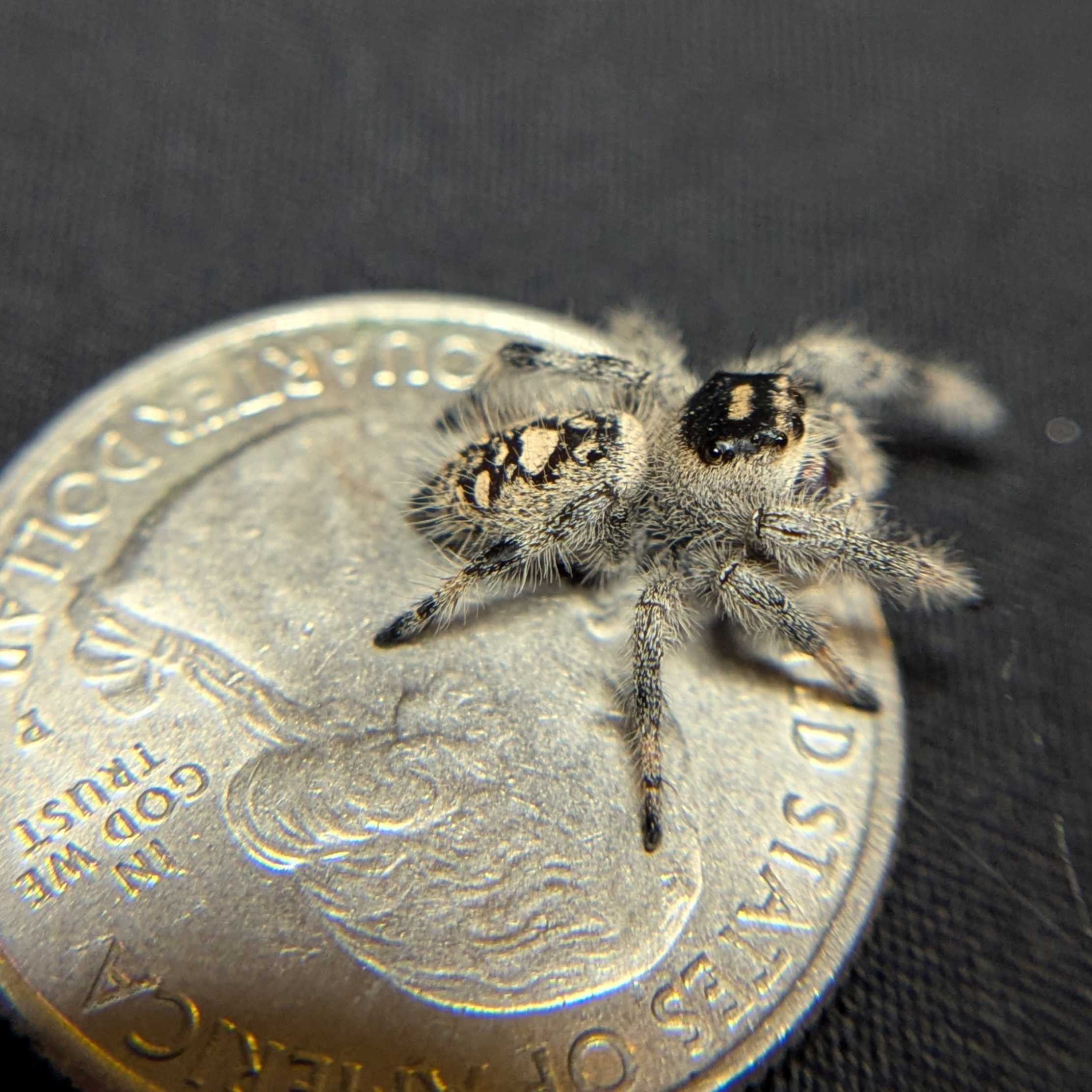 Regal Jumping Spider "Spirit"