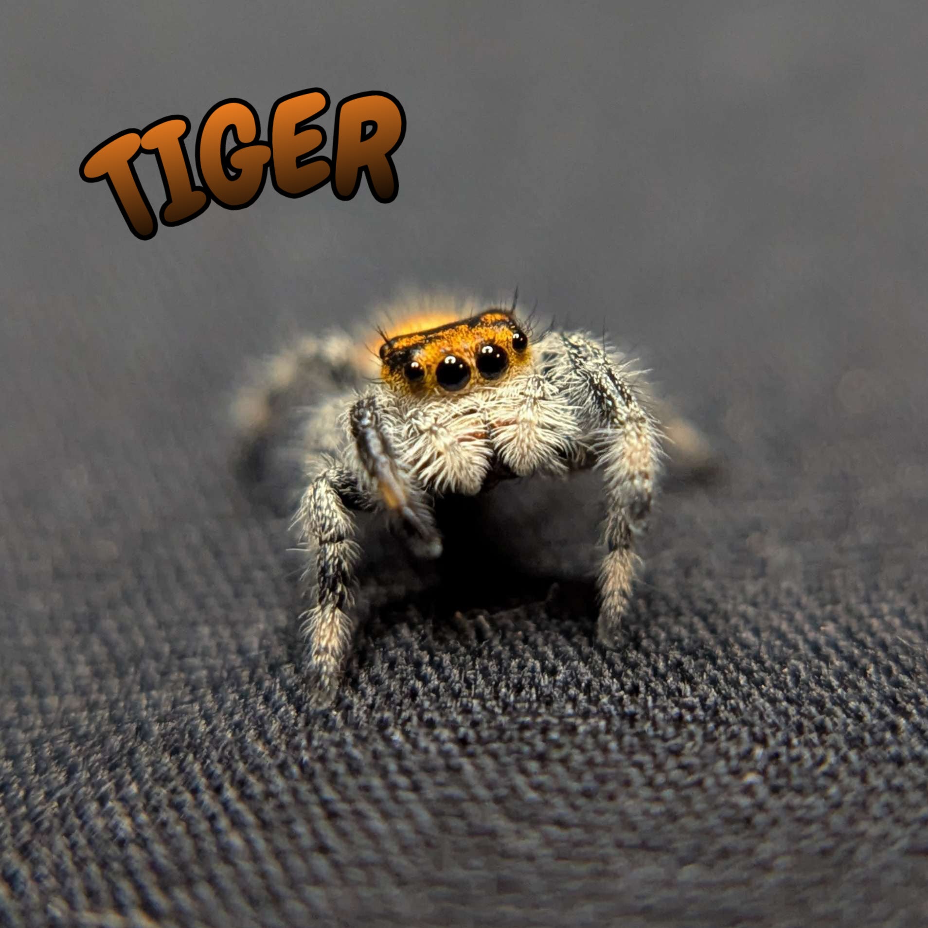 Regal Jumping Spider "Tiger"