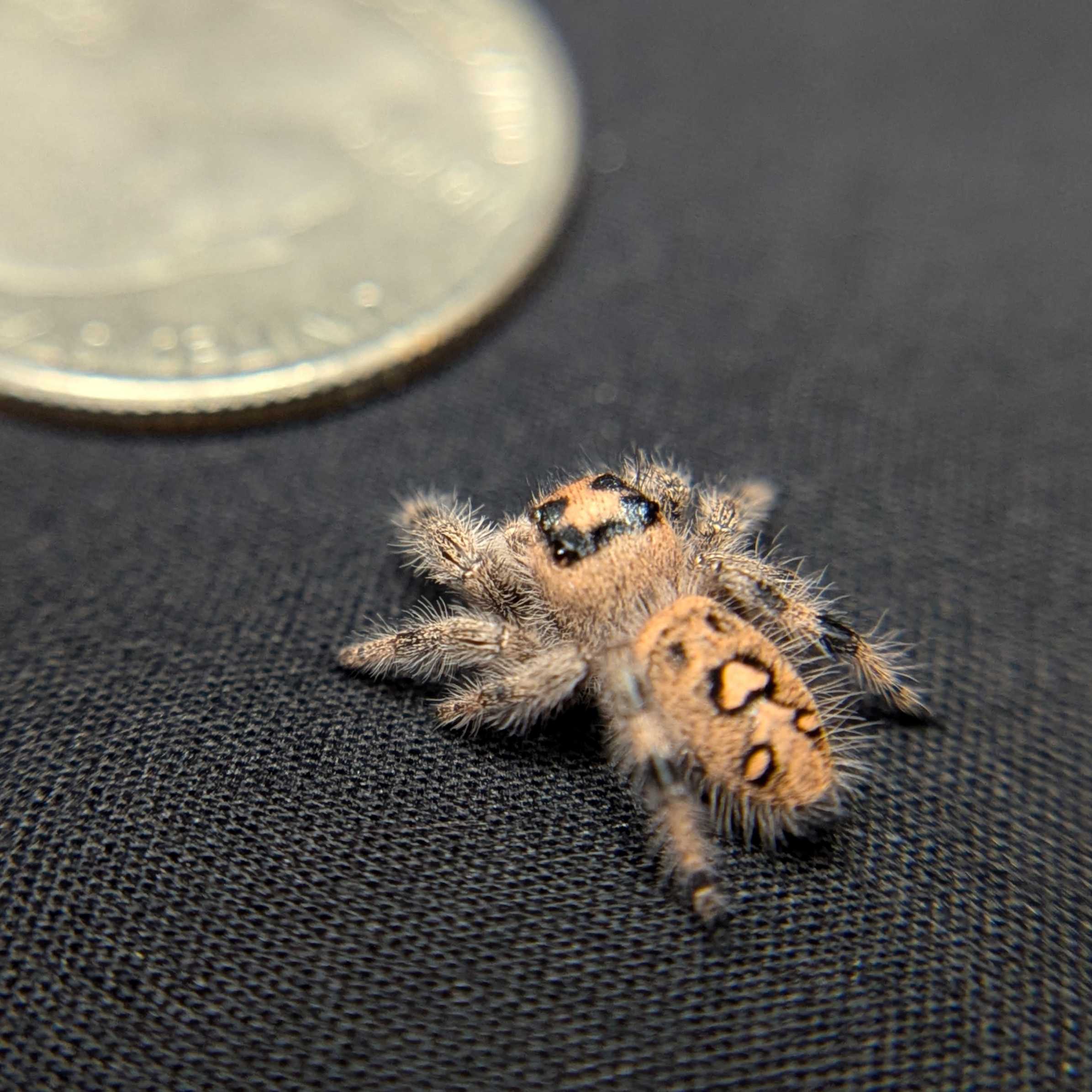 Regal Jumping Spider “Spongecake”
