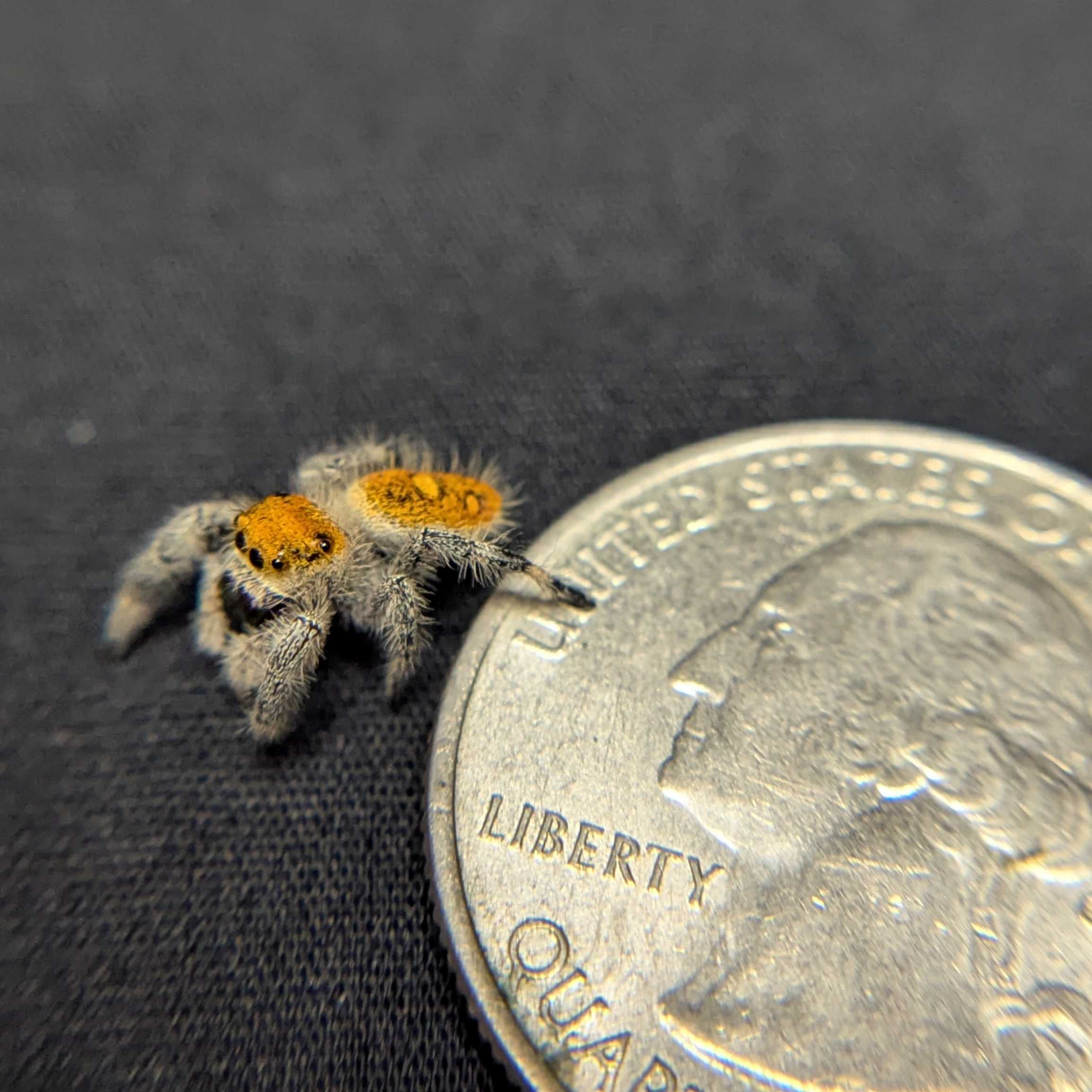 Regal Jumping Spider "Apple"