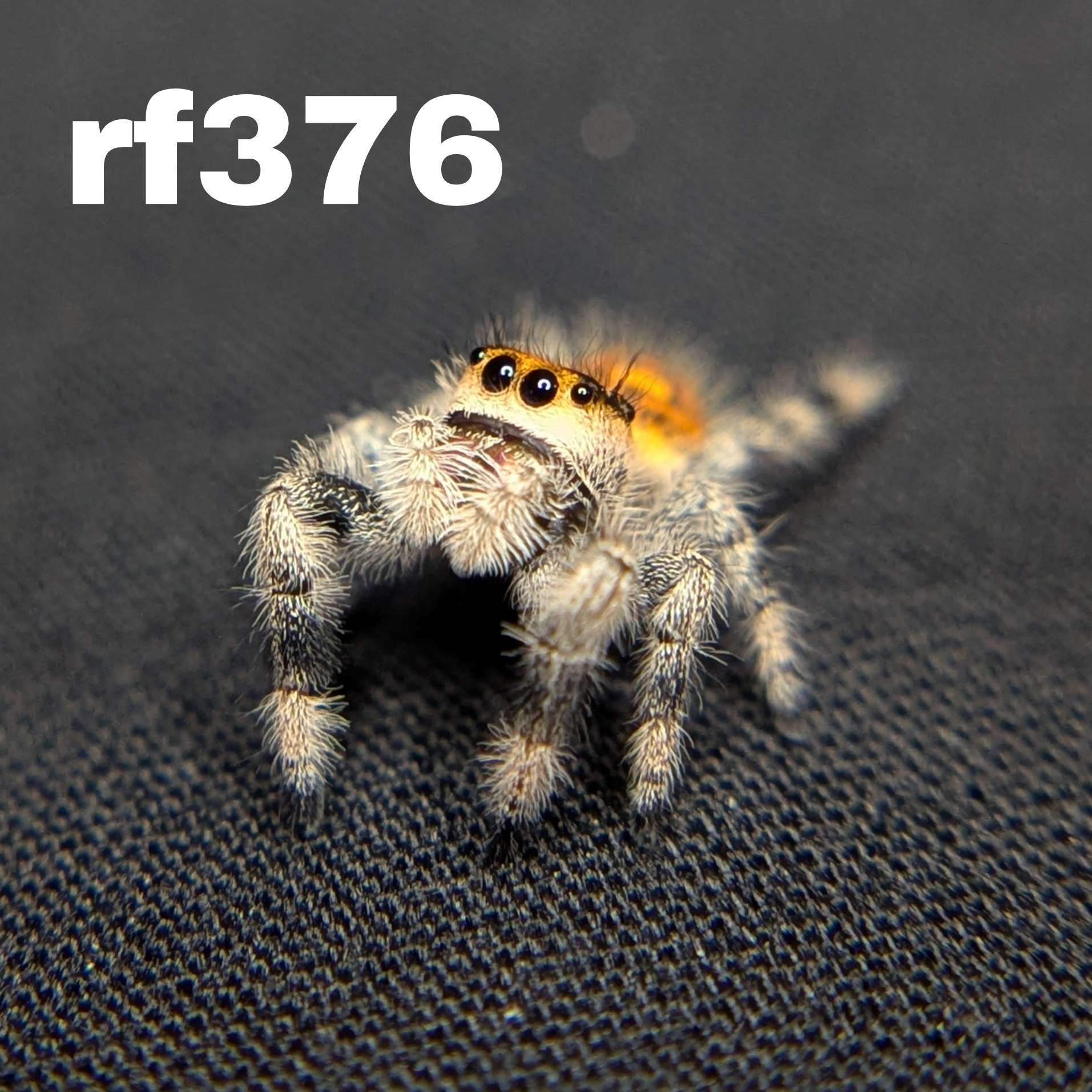 Regal Jumping Spider "Firecracker"
