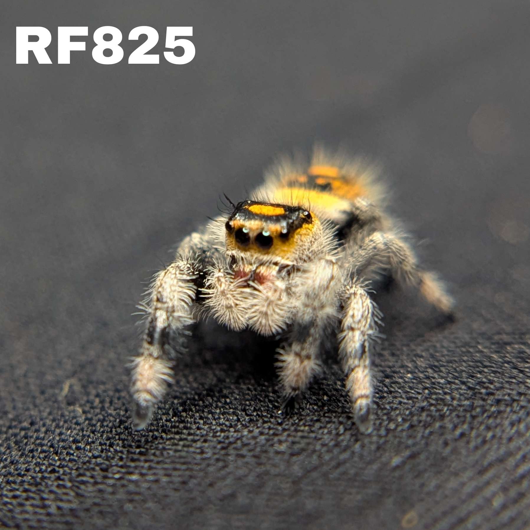 Regal Jumping Spider "Juice"