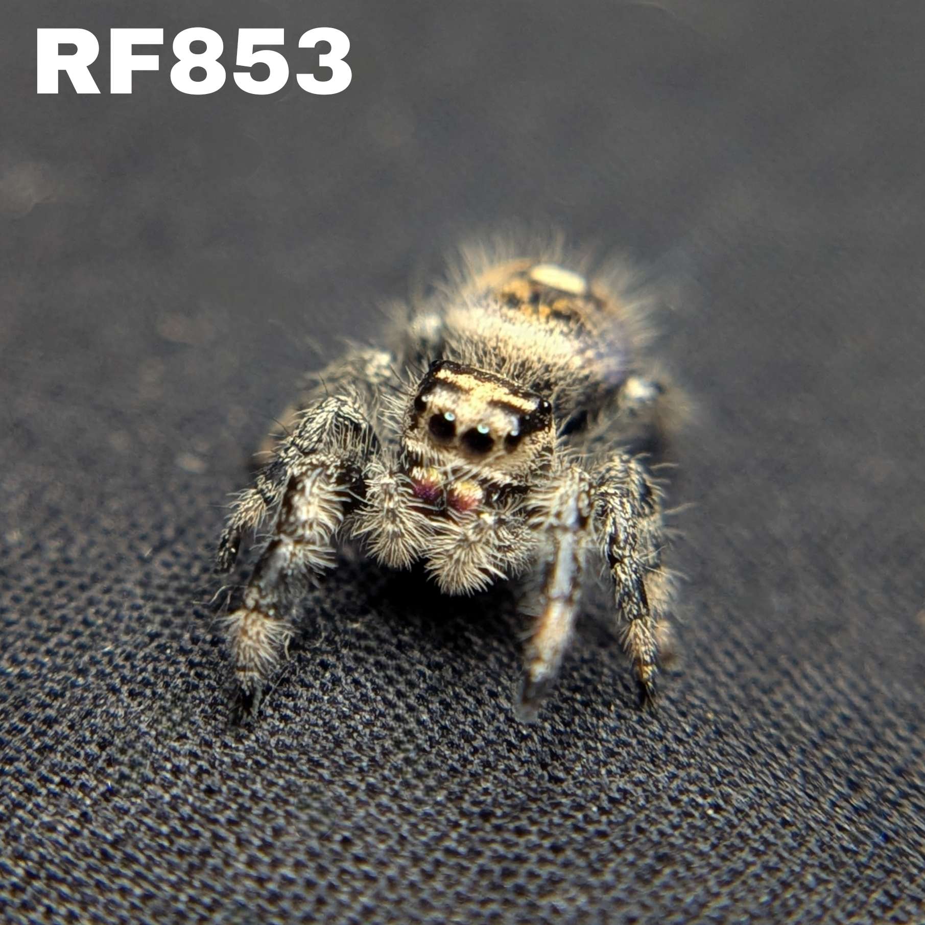 Regal Jumping Spider "Butternut"