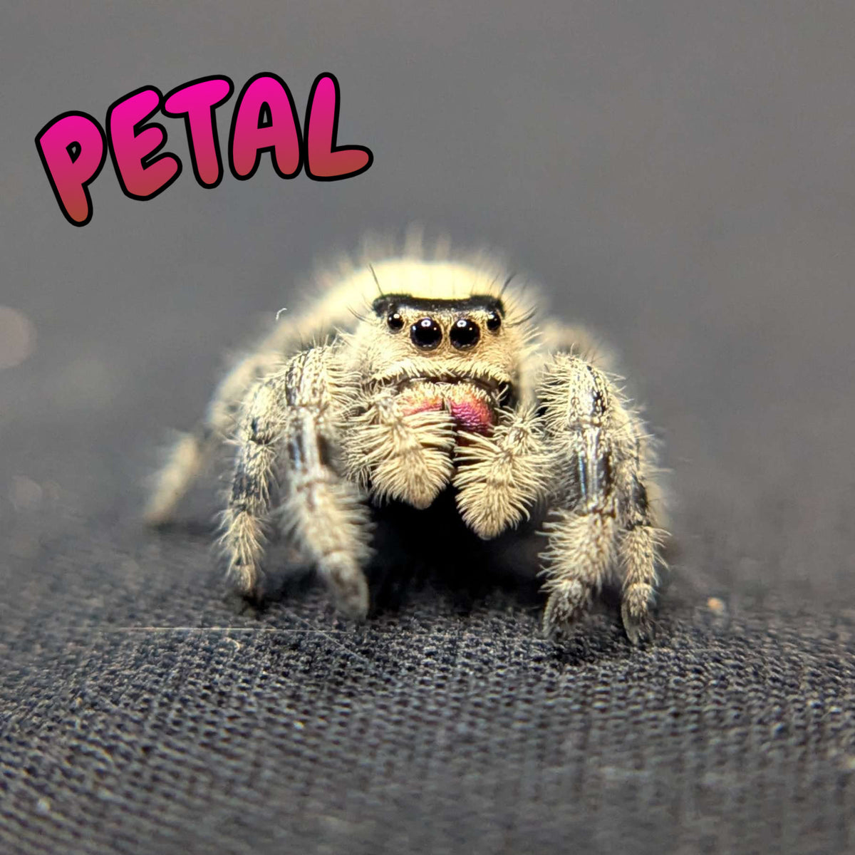 Regal Jumping Spider “Petal”