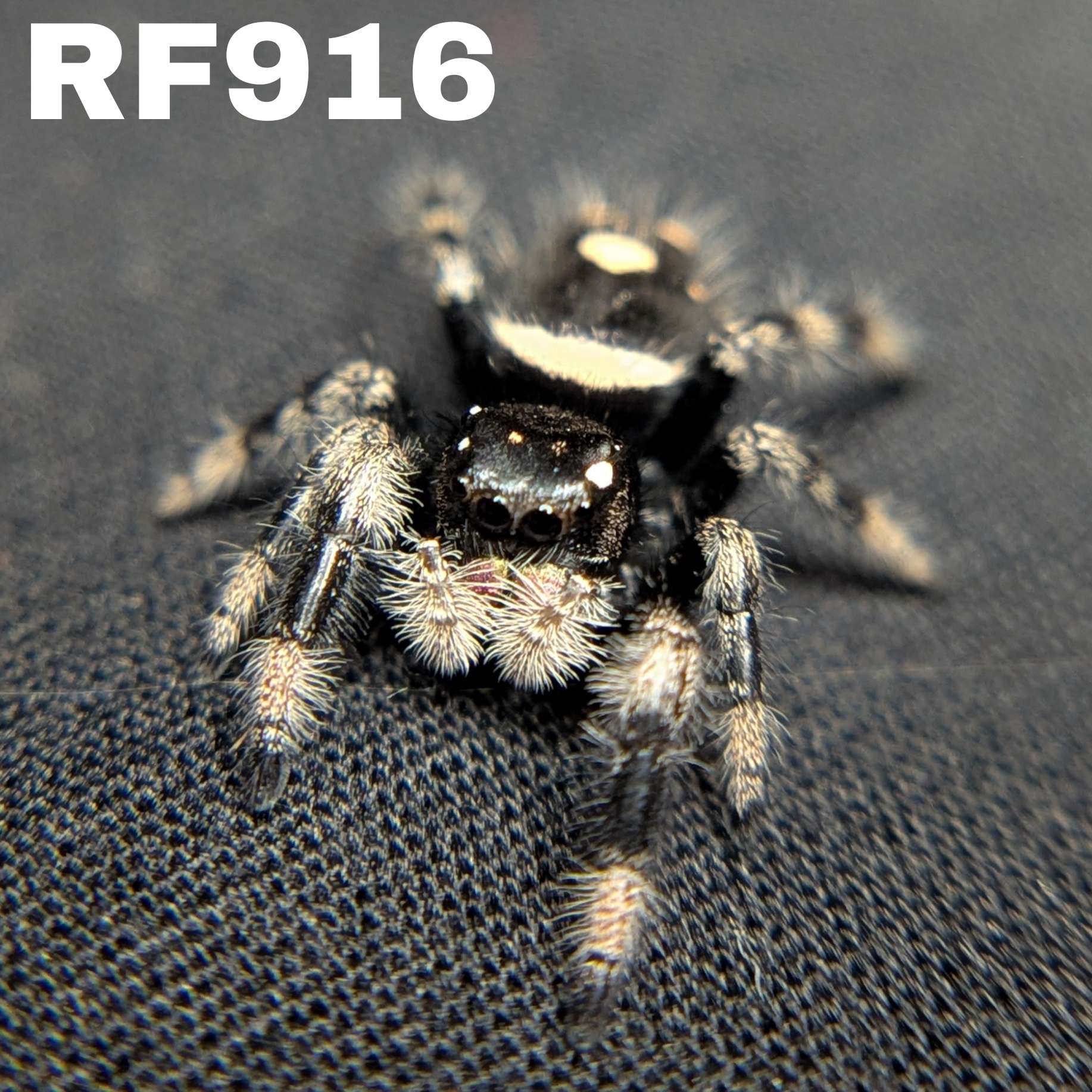 Regal Jumping Spider "Disco"