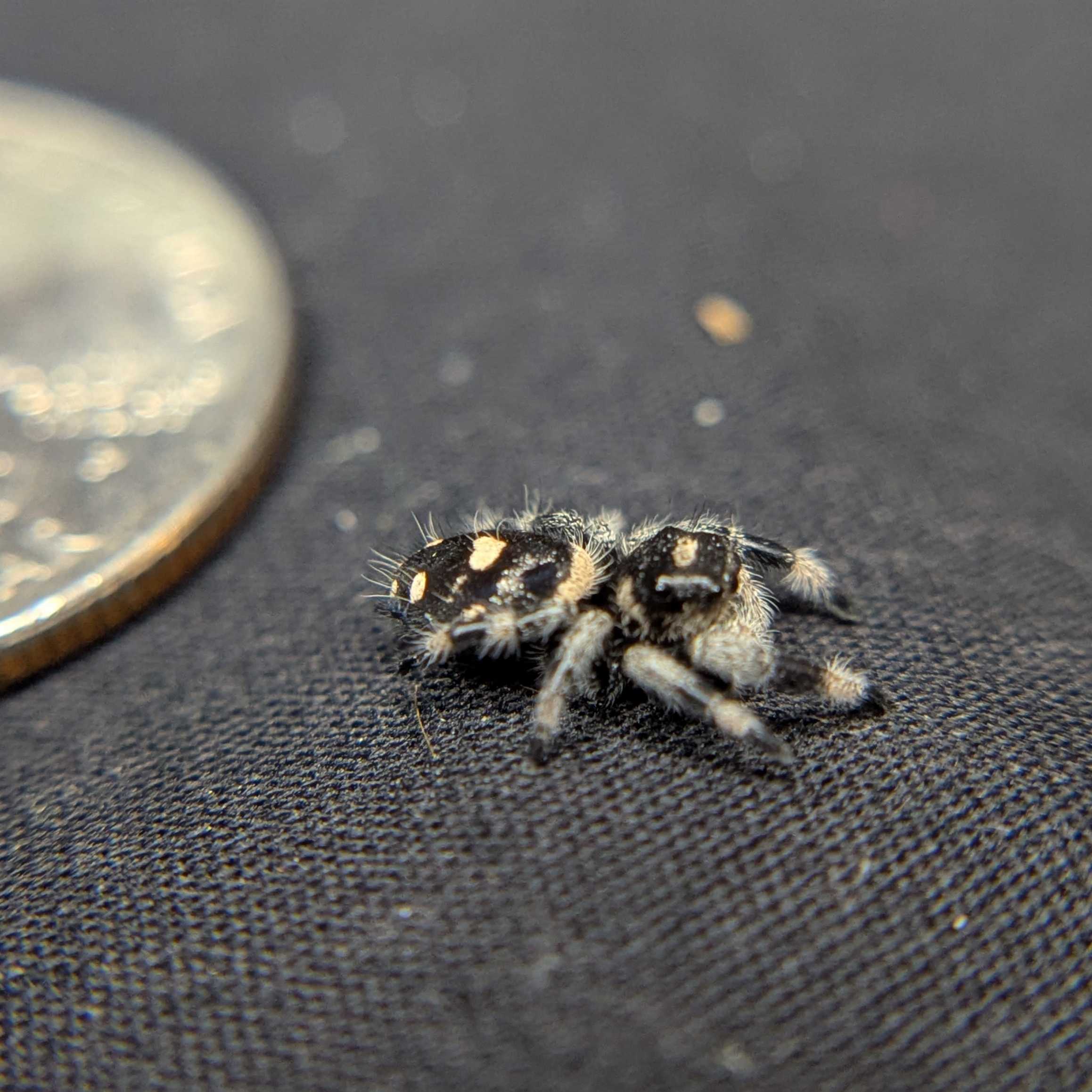 Regal Jumping Spider "Sunflower"