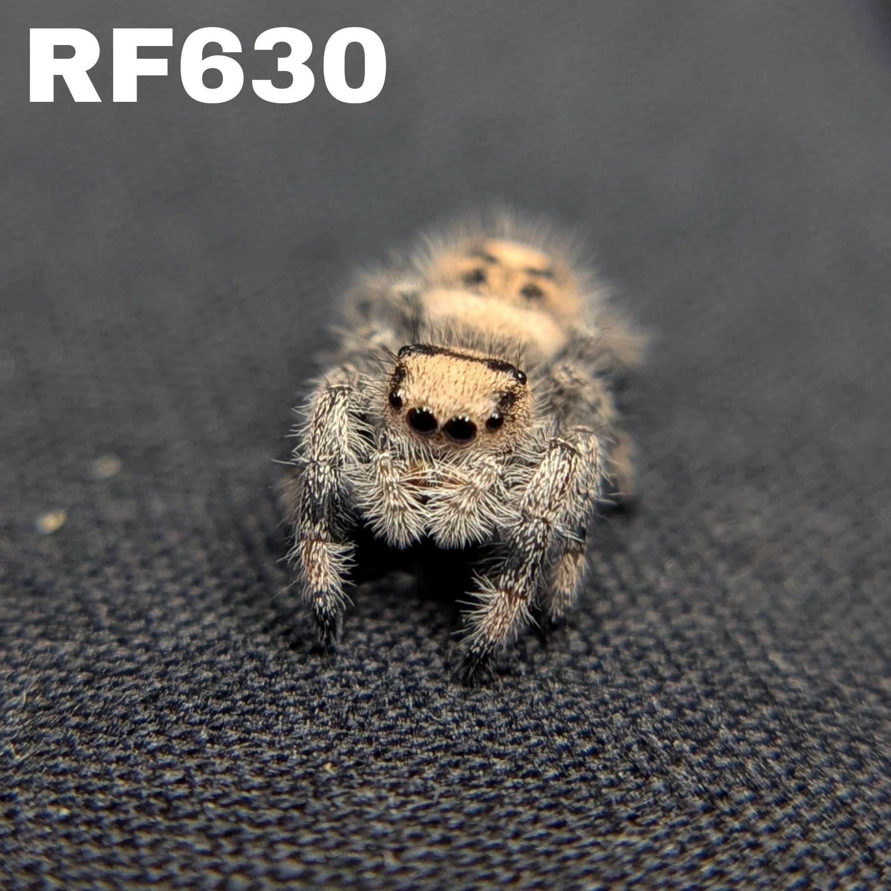 Regal Jumping Spider "Squash"