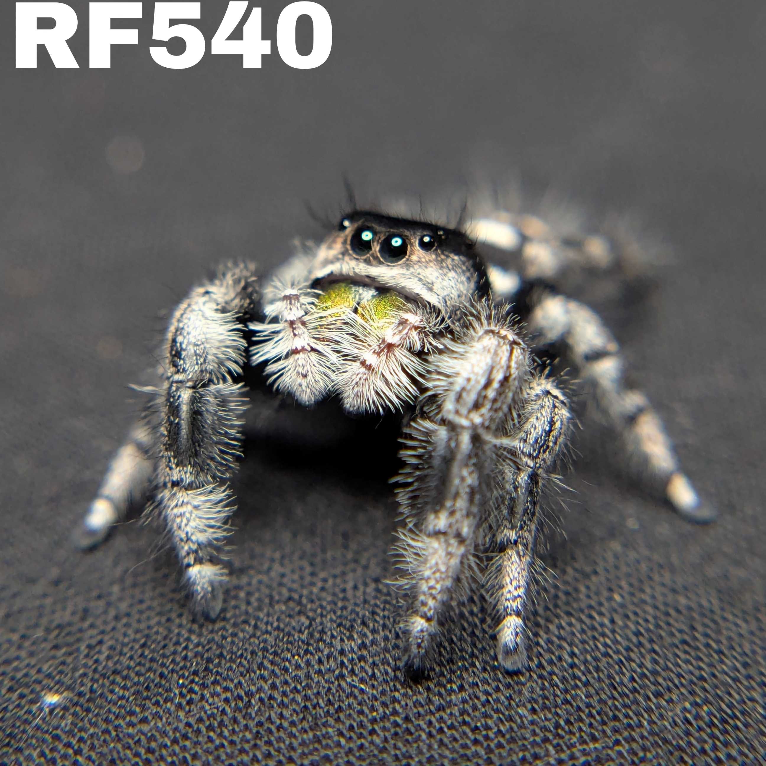 Regal Jumping Spider "Halo"