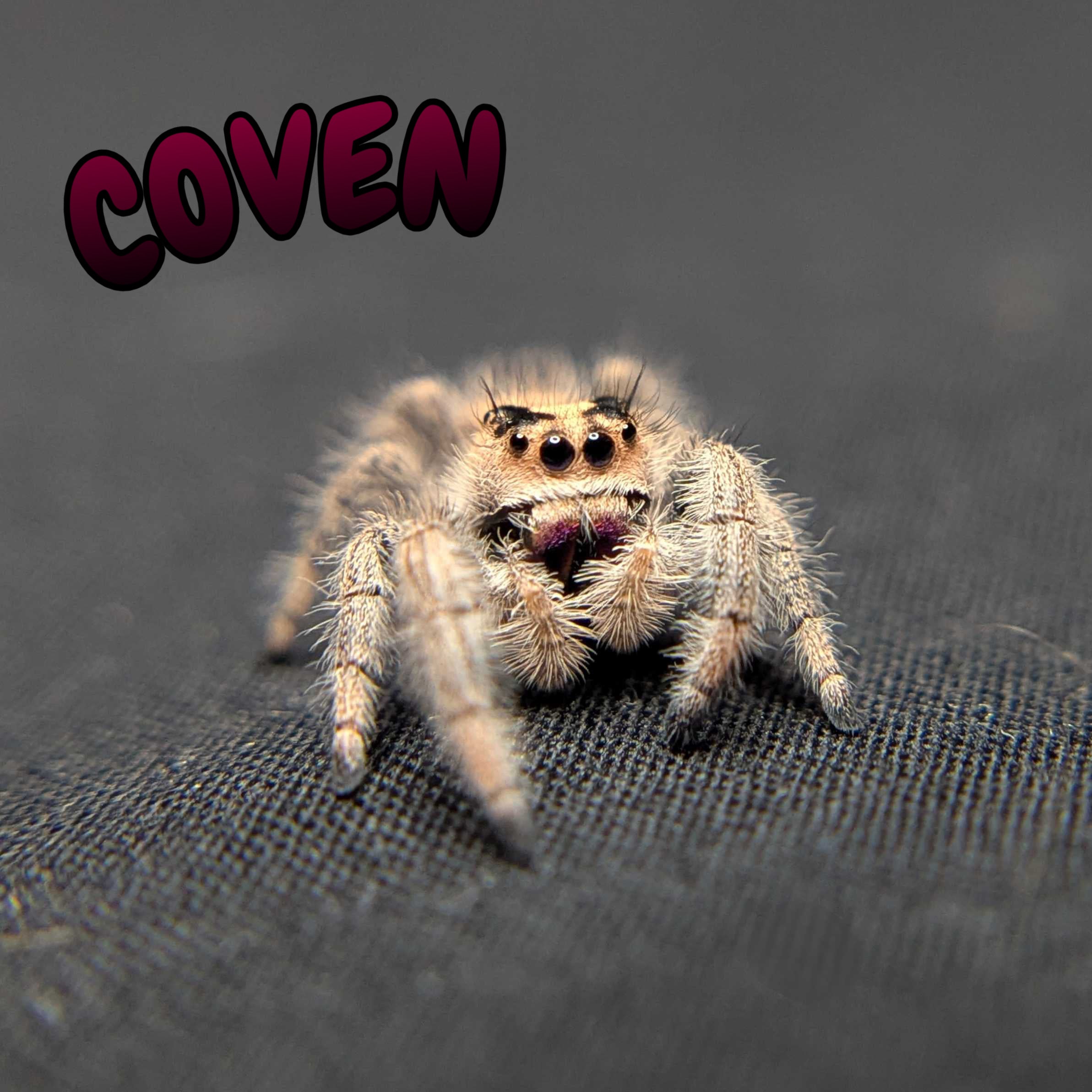 Regal Jumping Spider "Coven"