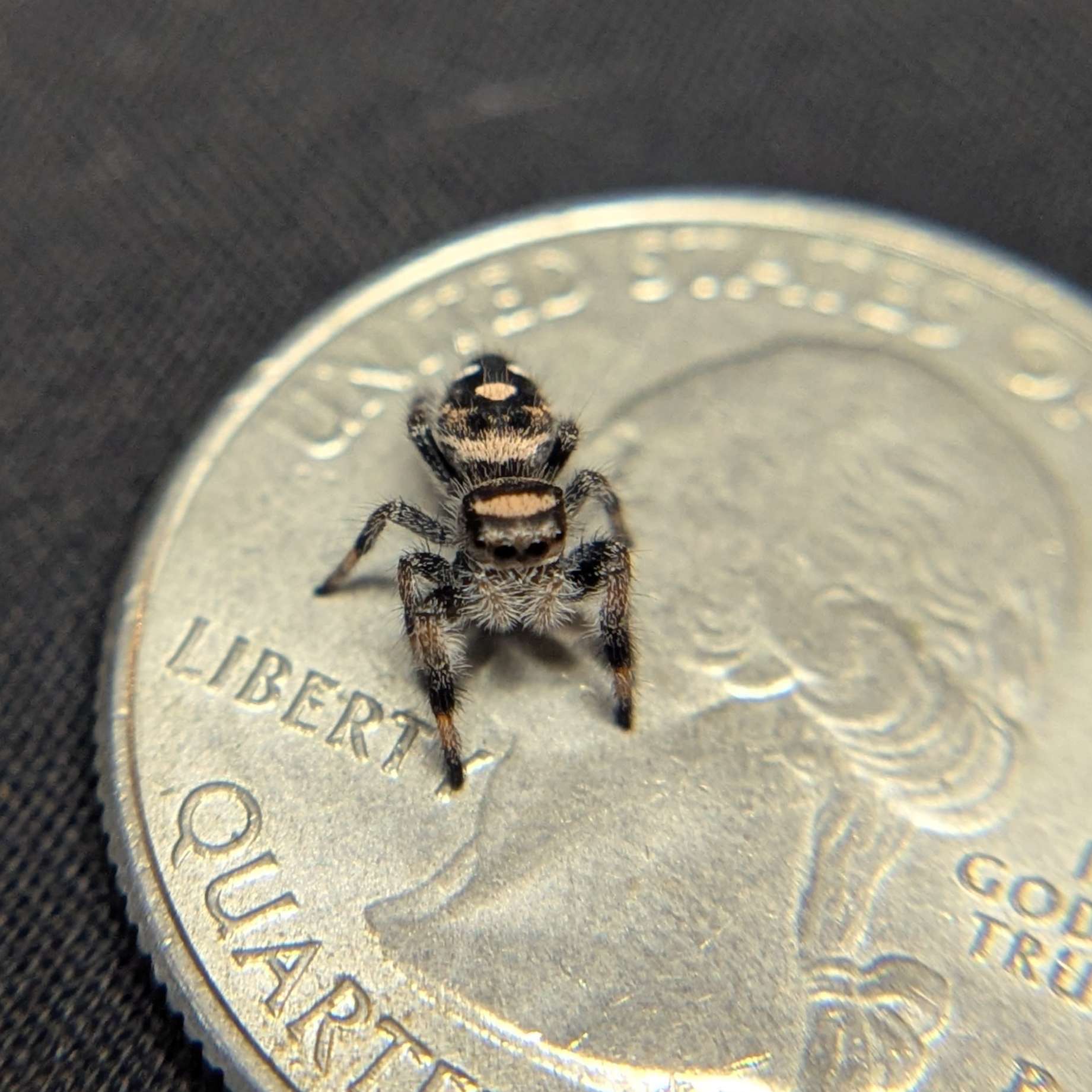 Regal Jumping Spider "Bean"