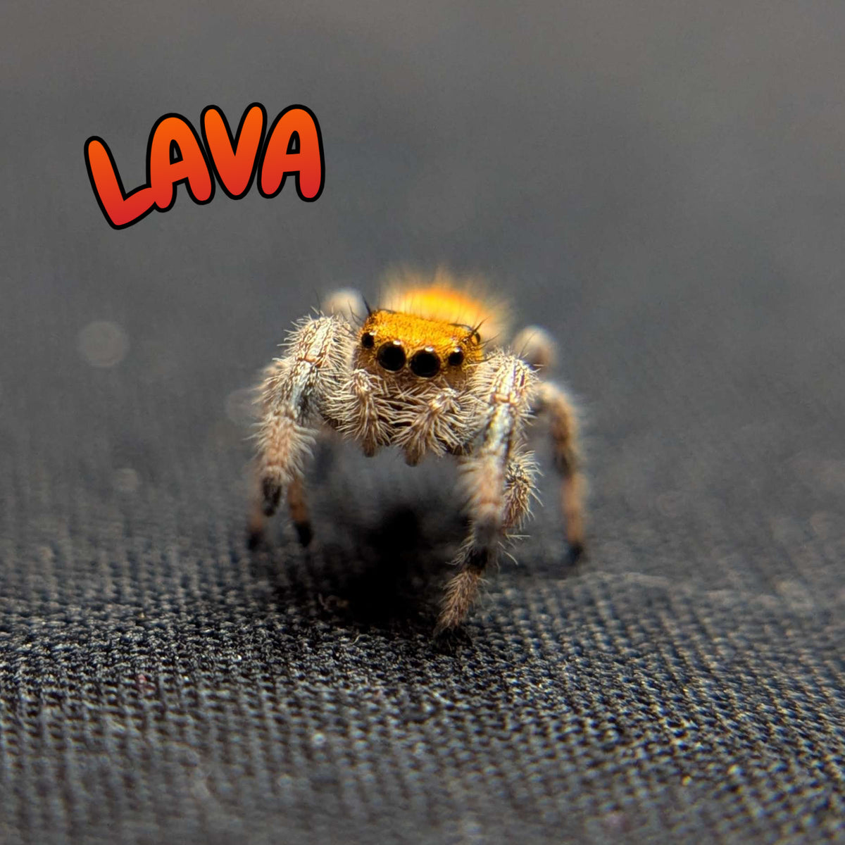 Regal Jumping Spider "Lava"