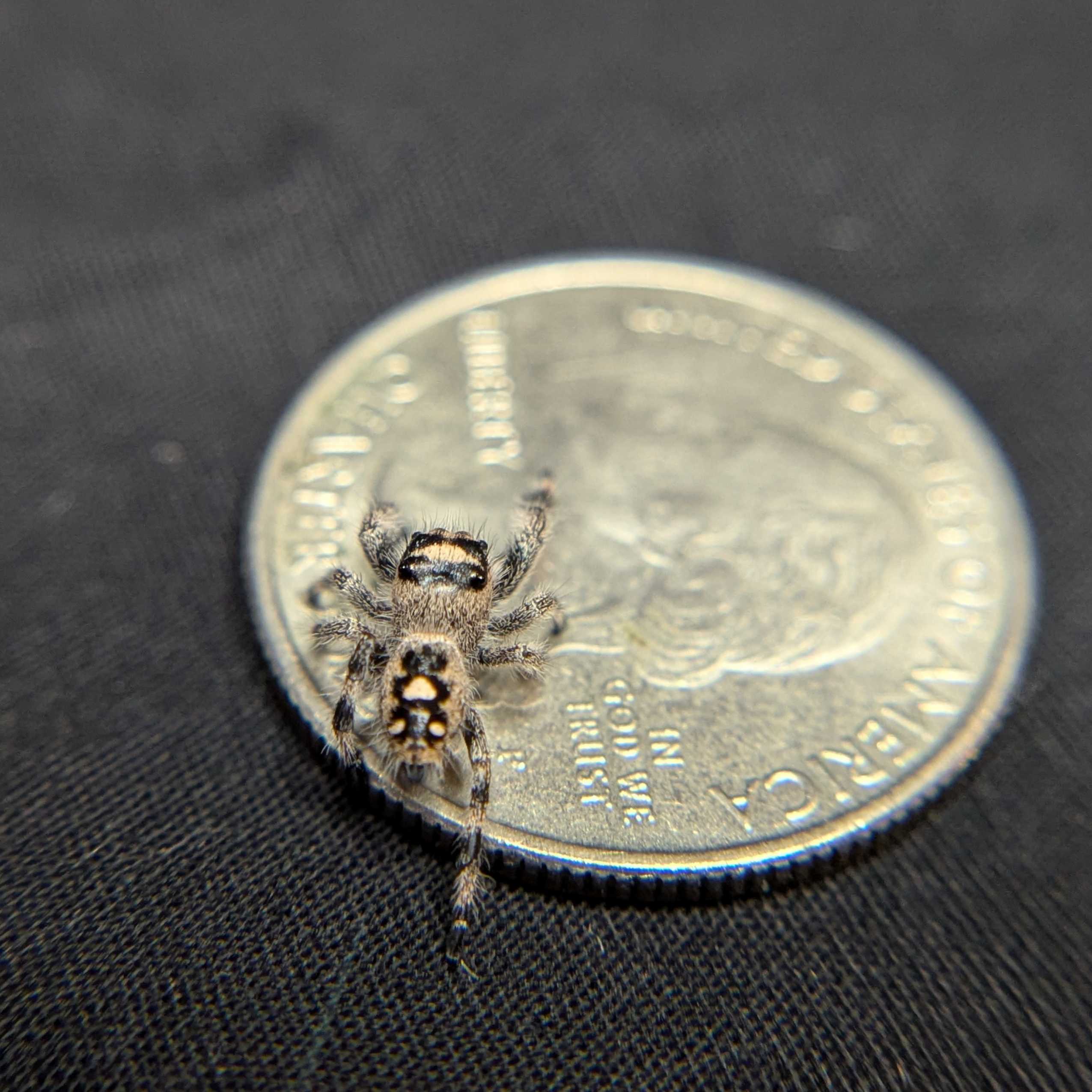 Regal Jumping Spider “Cookie Dough”