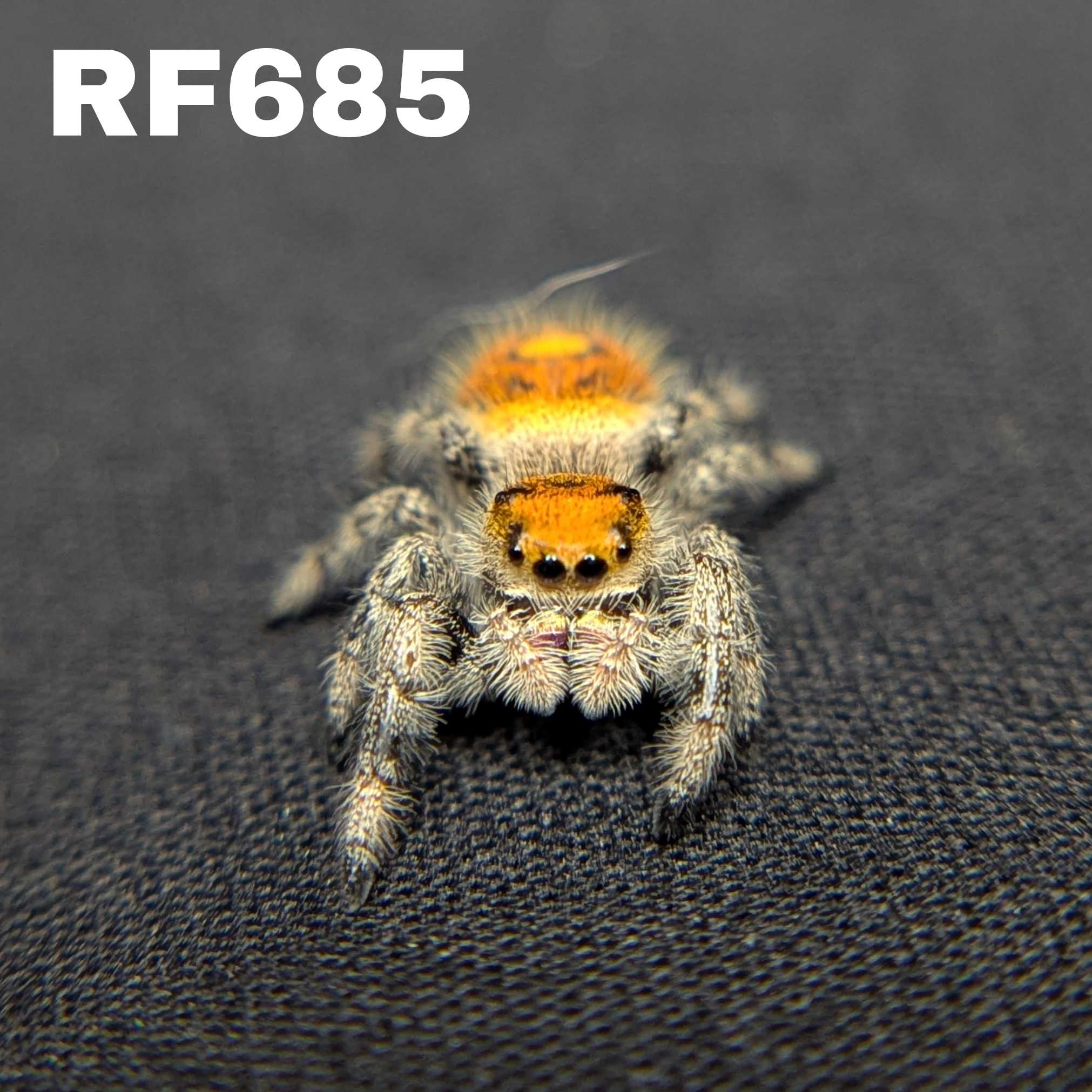 Regal Jumping Spider "Blood Orange"