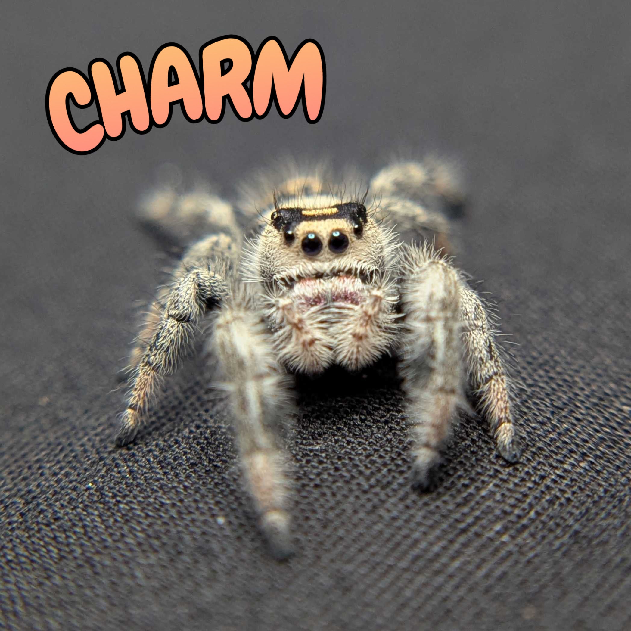 Regal Jumping Spider “Charm”