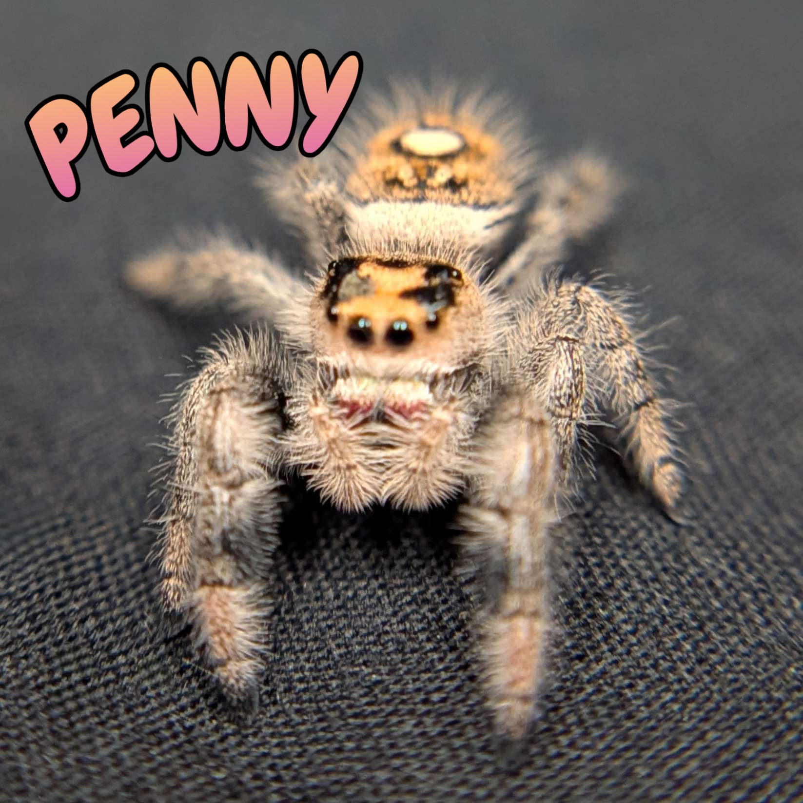 Regal Jumping Spider “Penny”