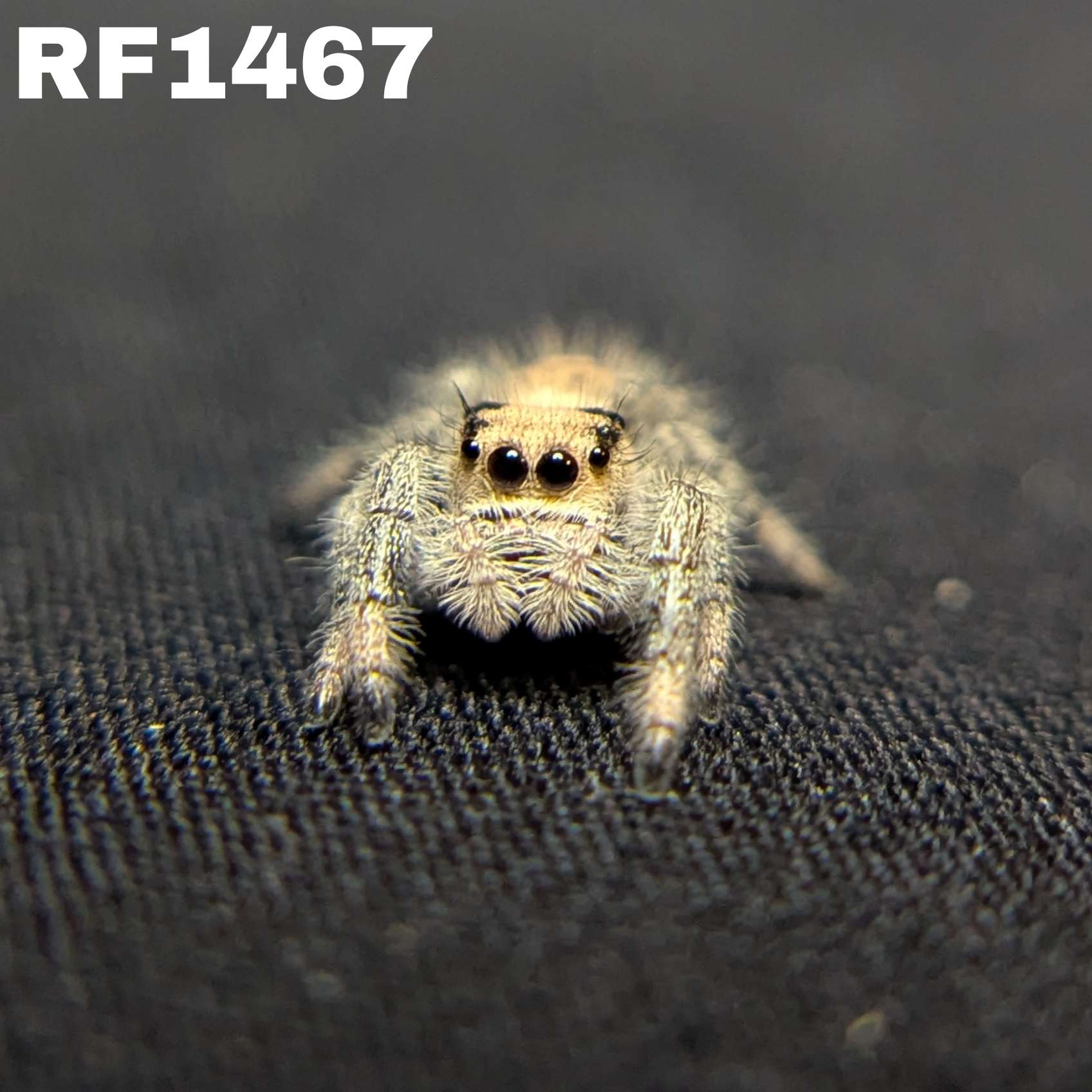 Regal Jumping Spider "Shimmer"