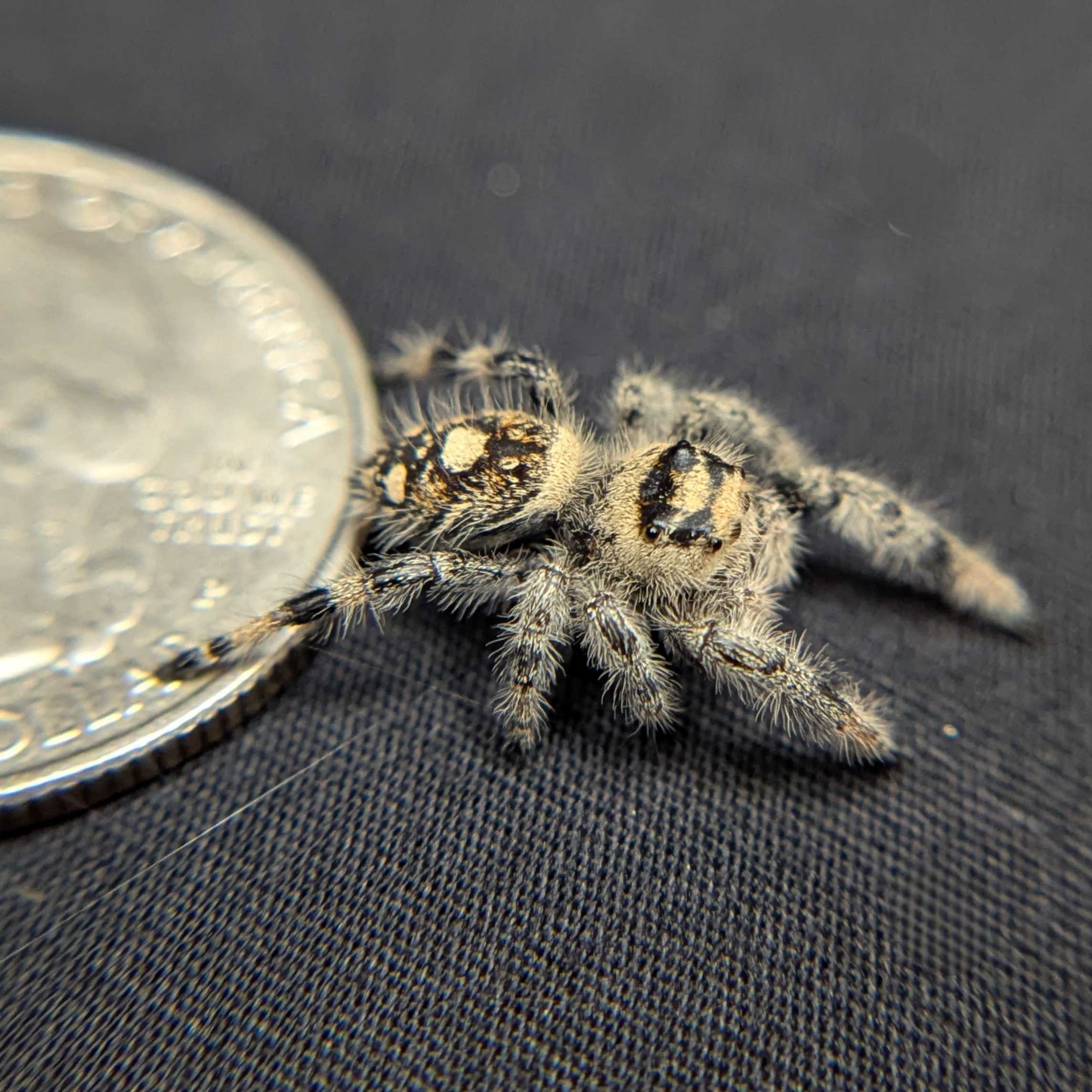 Regal Jumping Spider "Sugar"